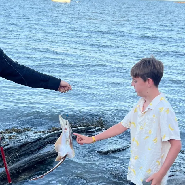 The most recent Blue skate catches on Fishbrain