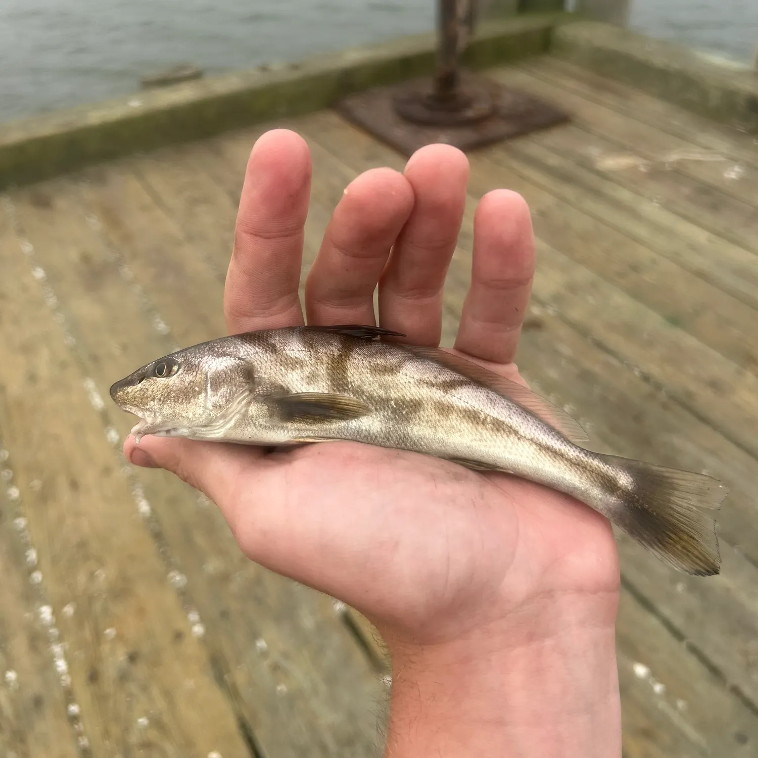 Northern kingcroaker caught on Fishbrain
