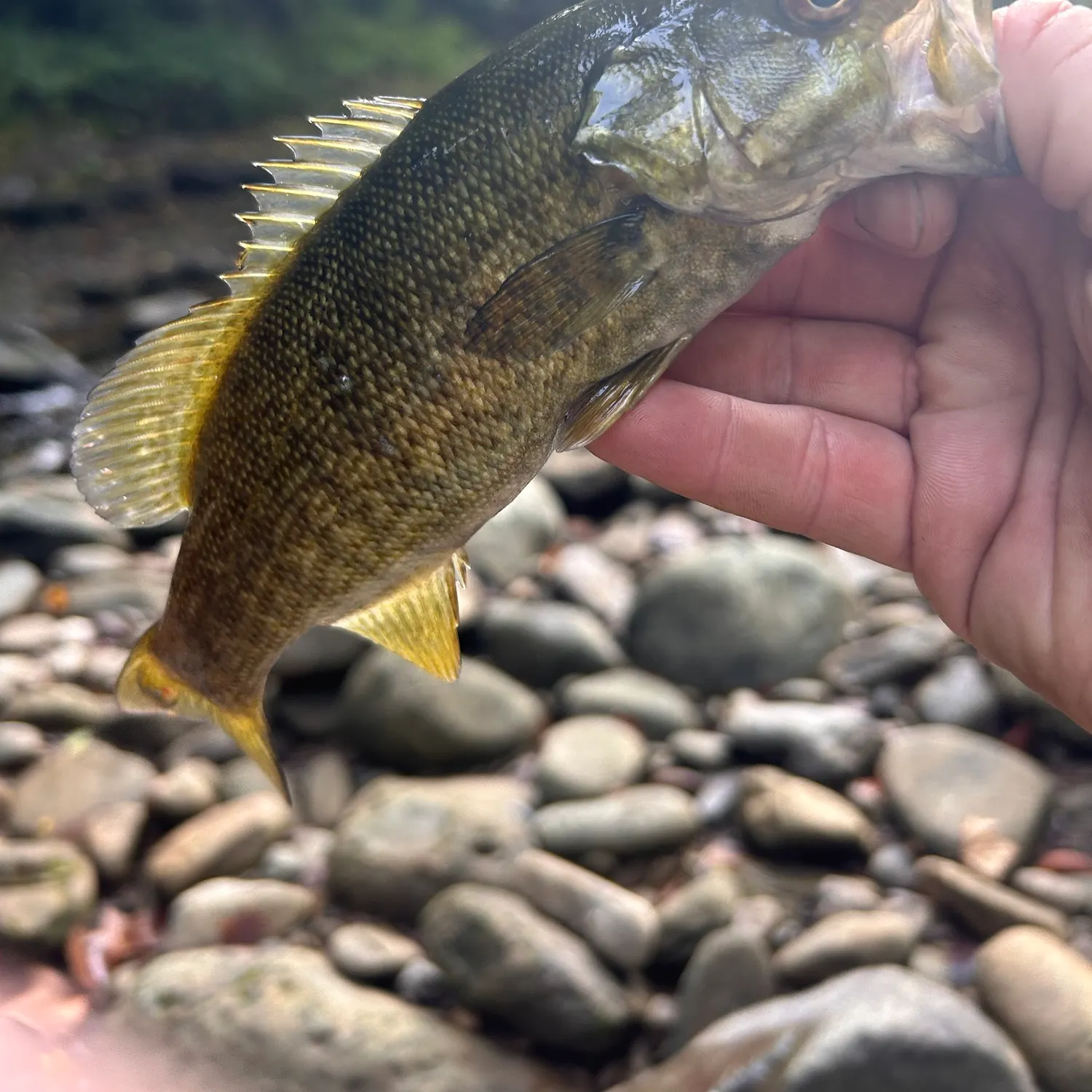 Smallmouth bass caught on Fishbrain