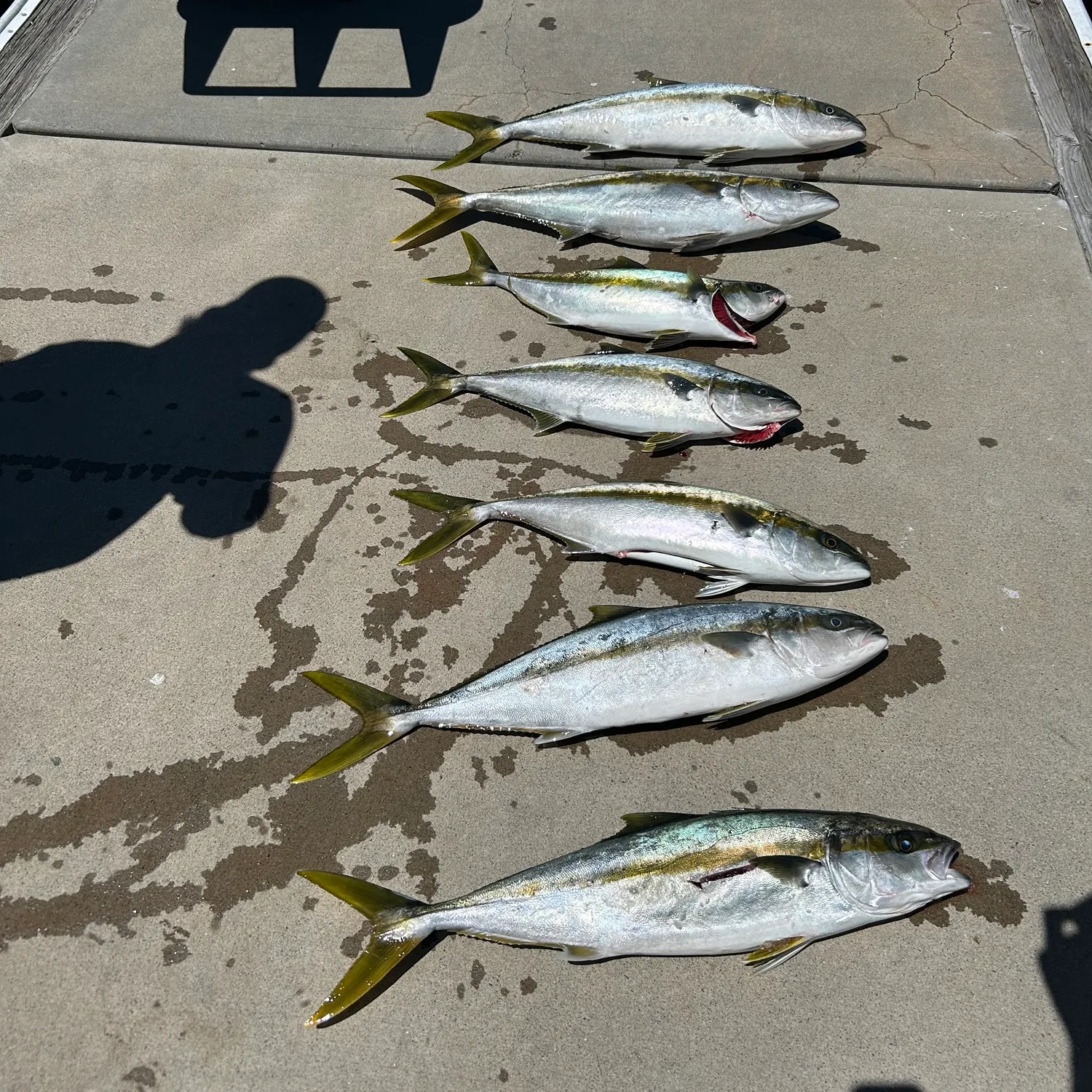 The most recent California yellowtail amberjack catches on Fishbrain