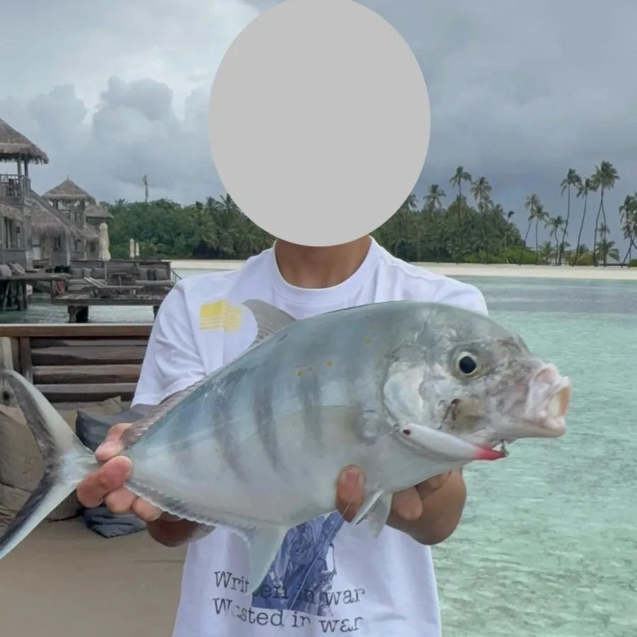 The most recent Bluefin trevally catches on Fishbrain