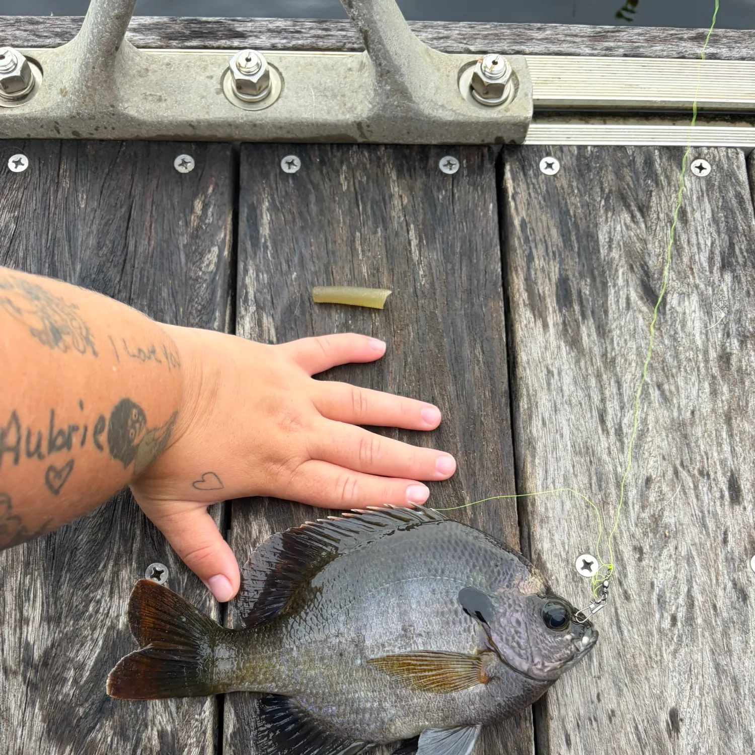 recently logged catches