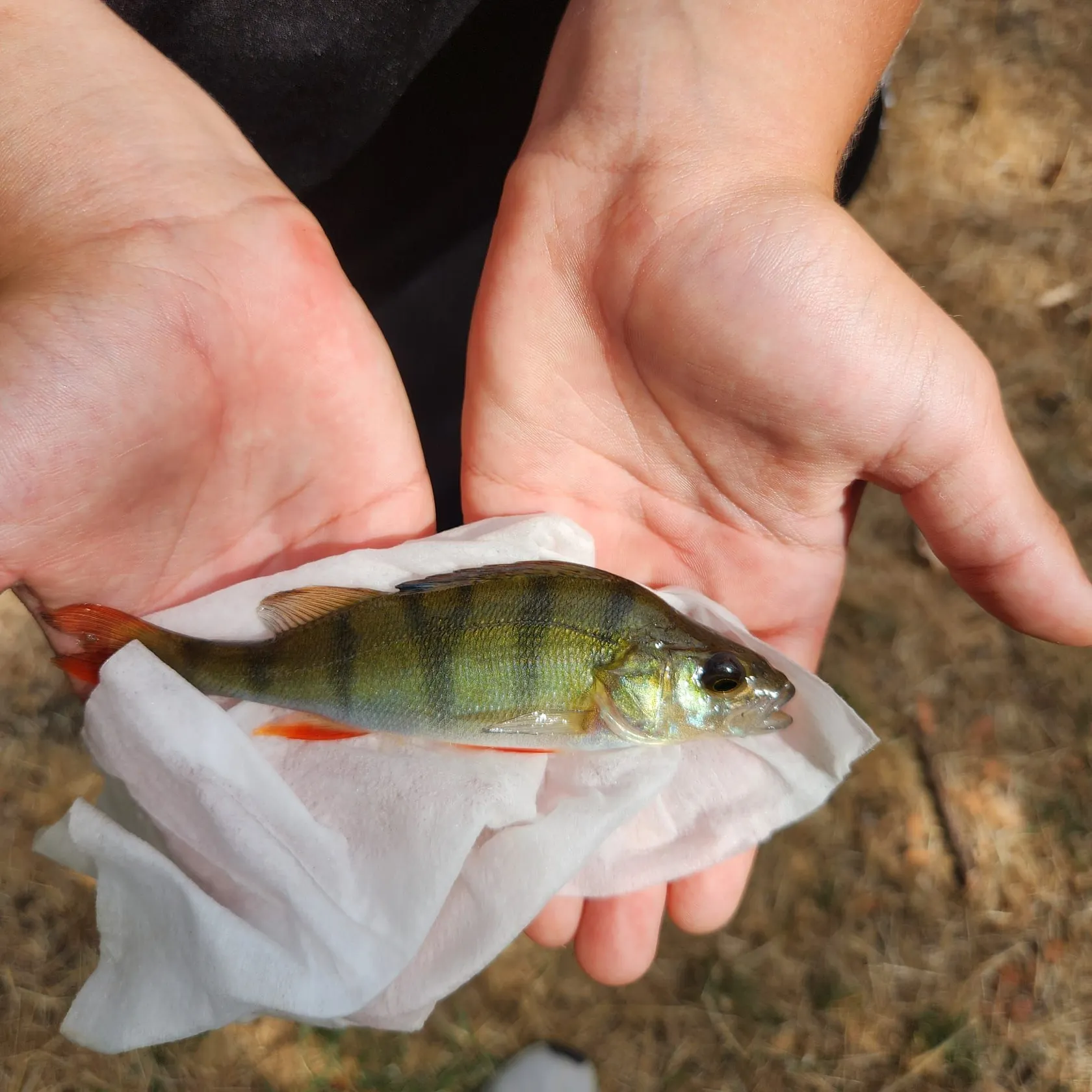 Fish caught on Fishbrain