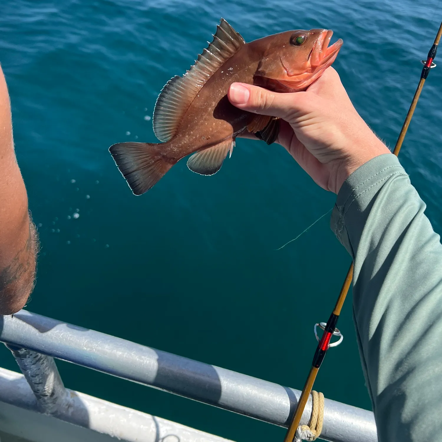 The most recent Red grouper catches on Fishbrain