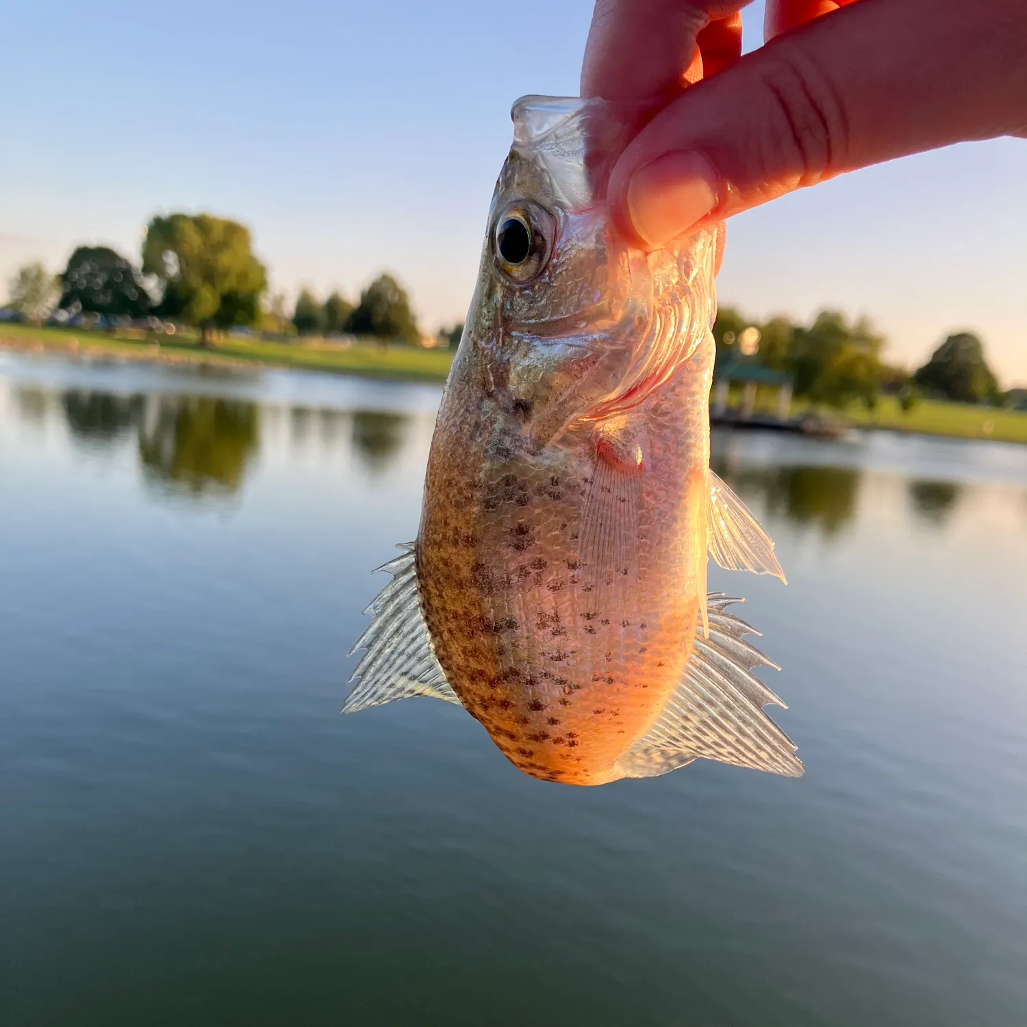 White crappie caught on Fishbrain
