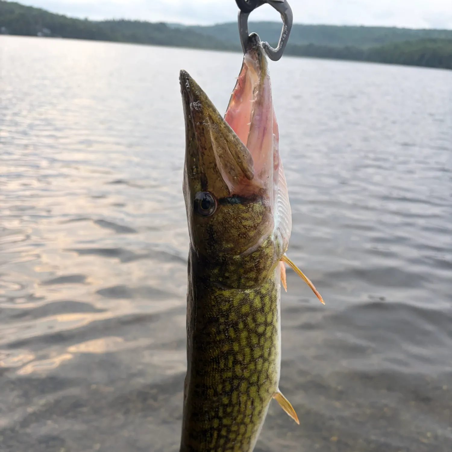 Chain pickerel caught on Fishbrain