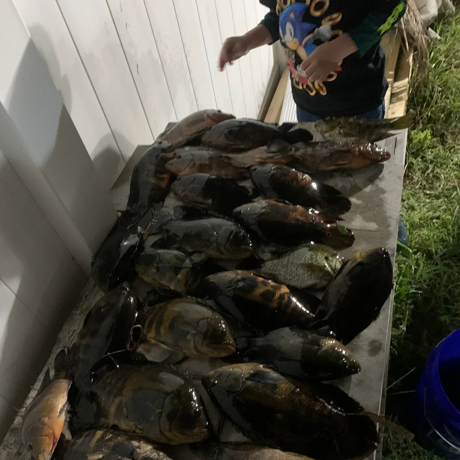 Oscar caught on Fishbrain