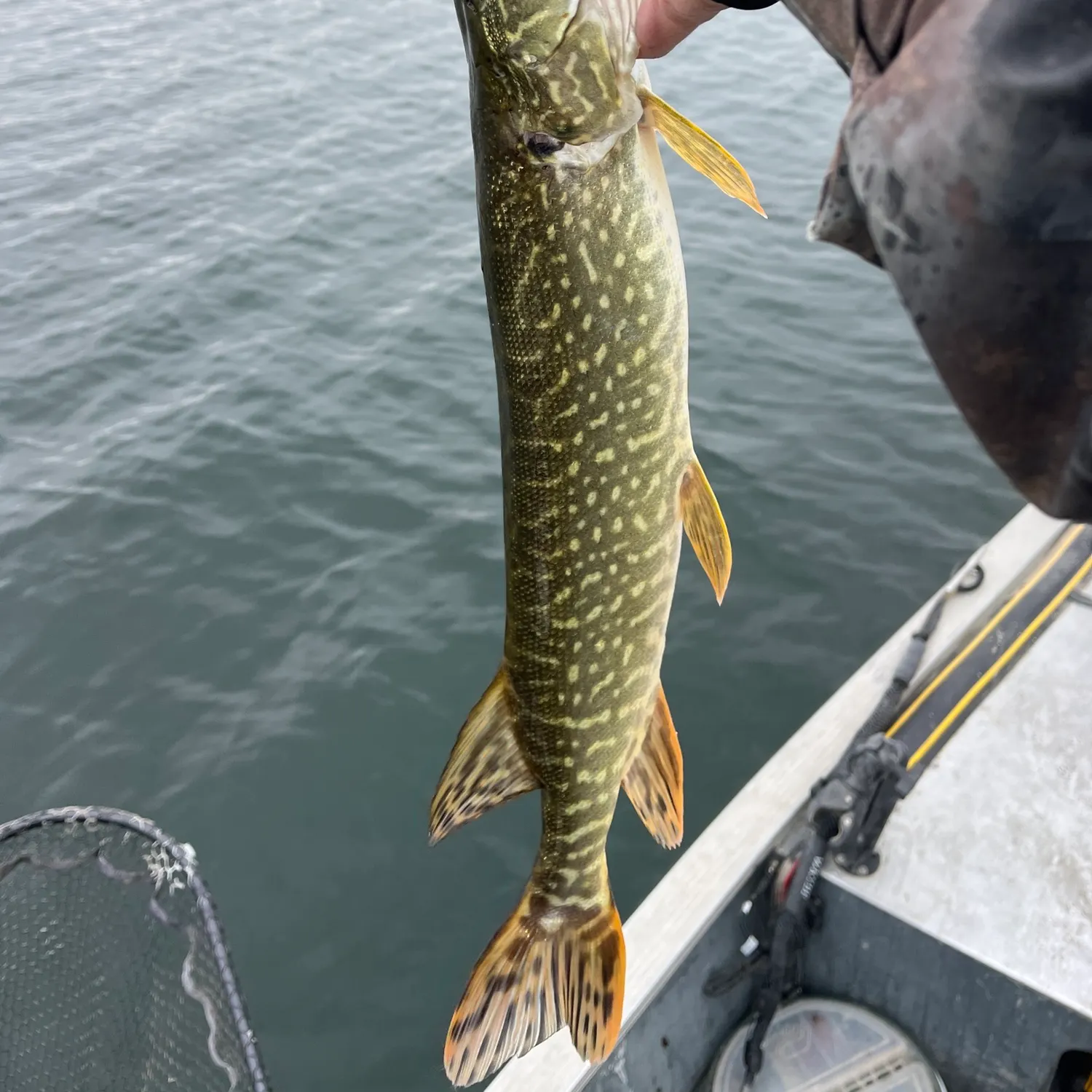 Northern pike caught on Fishbrain