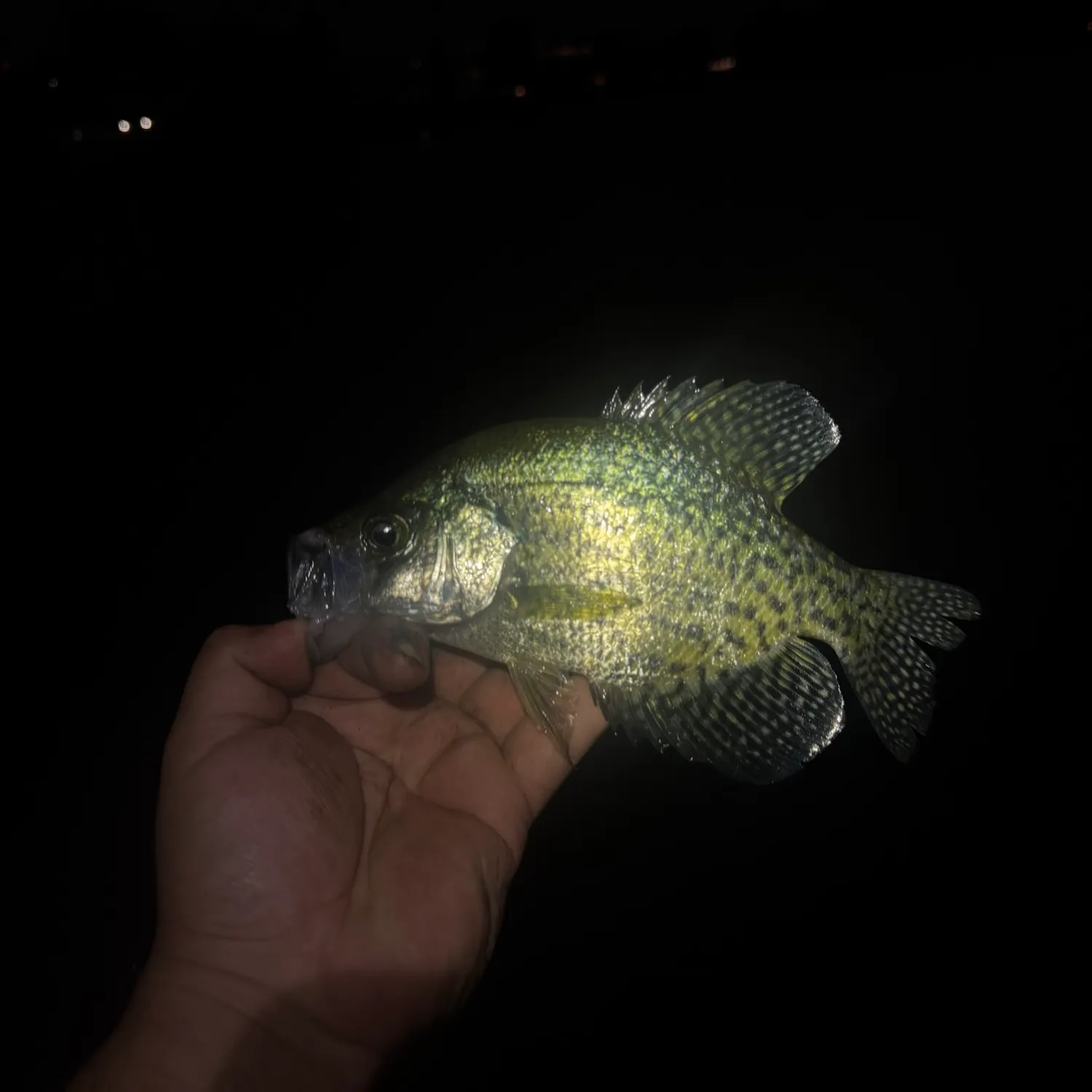 Black crappie caught on Fishbrain
