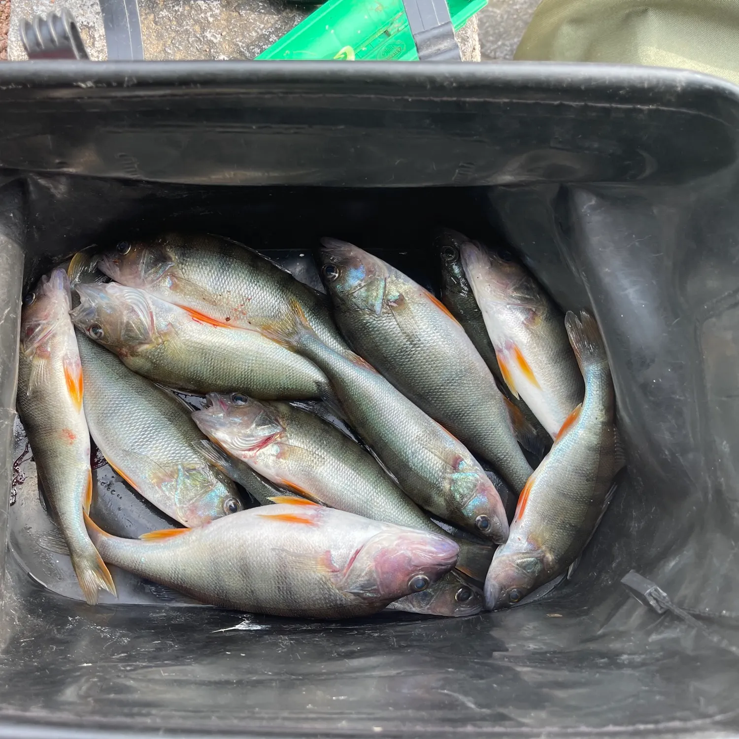 European perch caught on Fishbrain