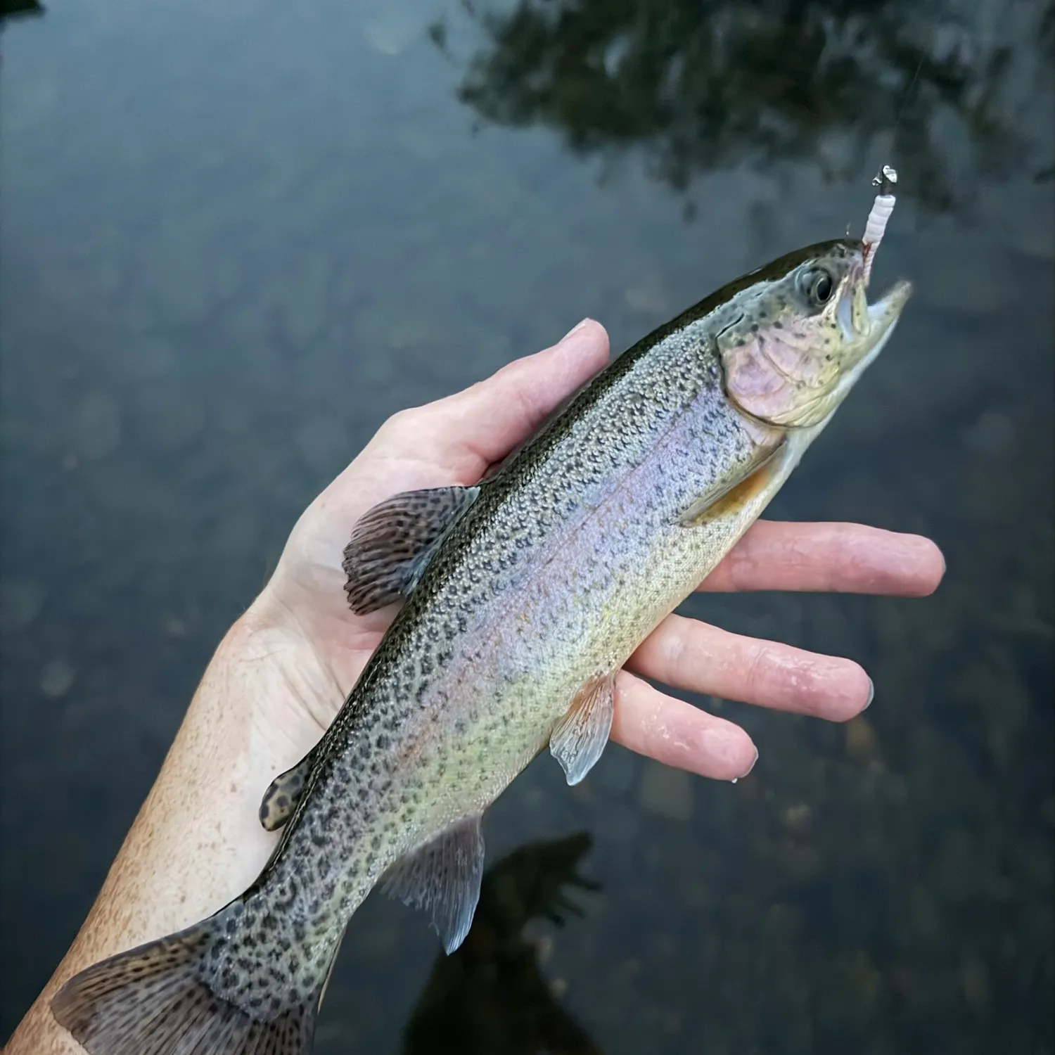 Rainbow trout caught on Fishbrain