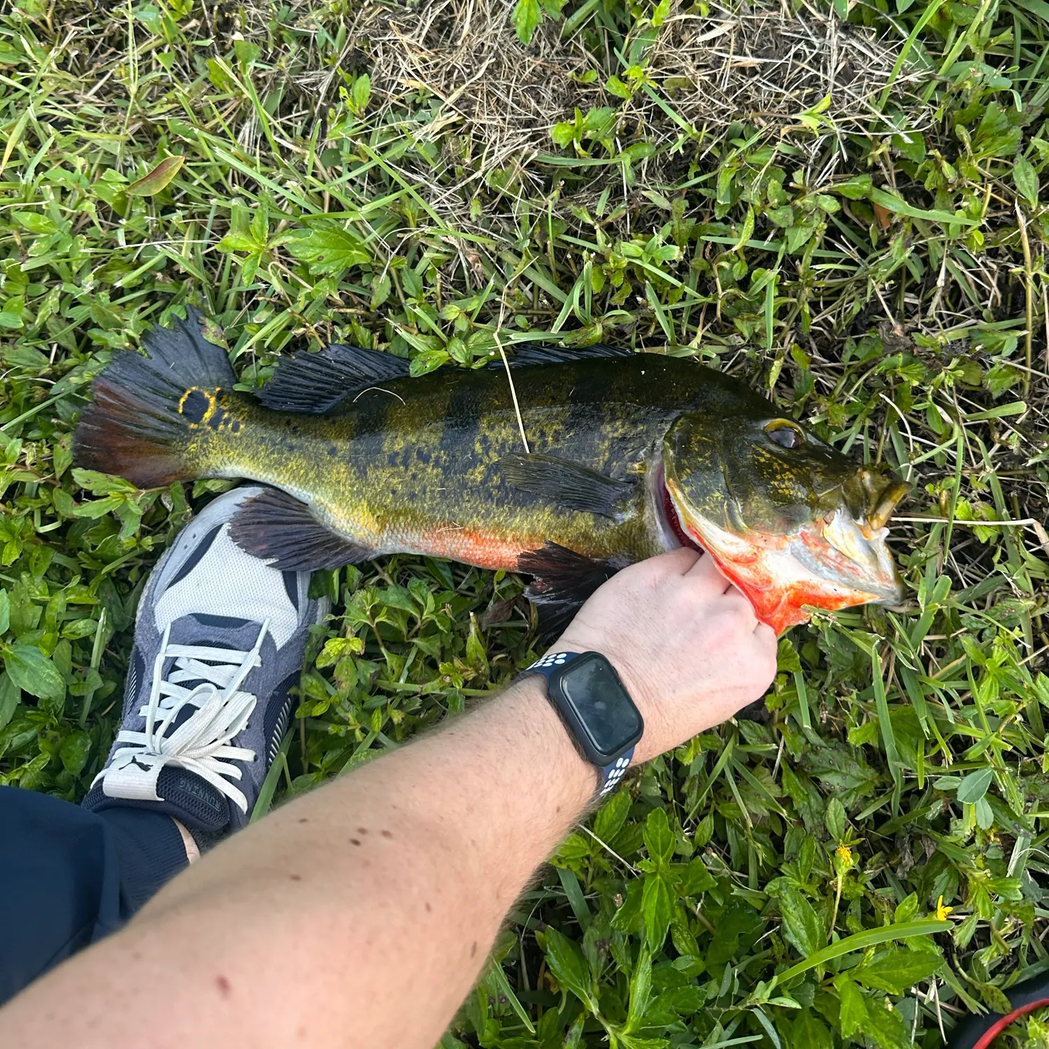 Butterfly peacock bass caught on Fishbrain
