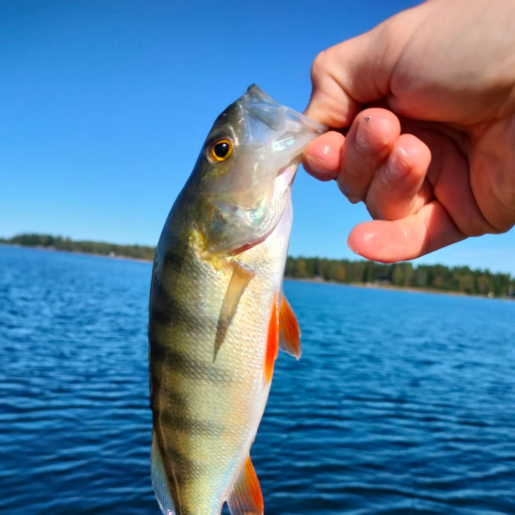 European perch caught on Fishbrain
