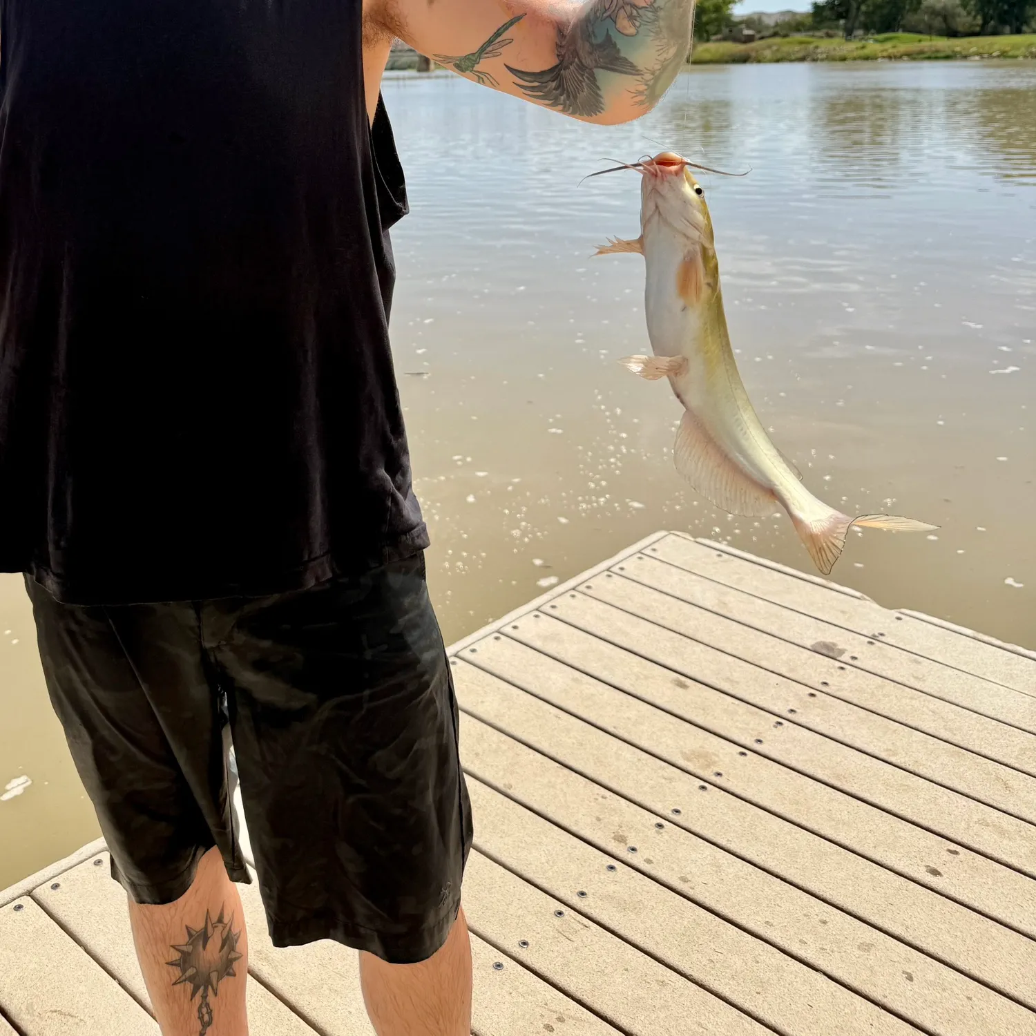 Channel catfish caught on Fishbrain