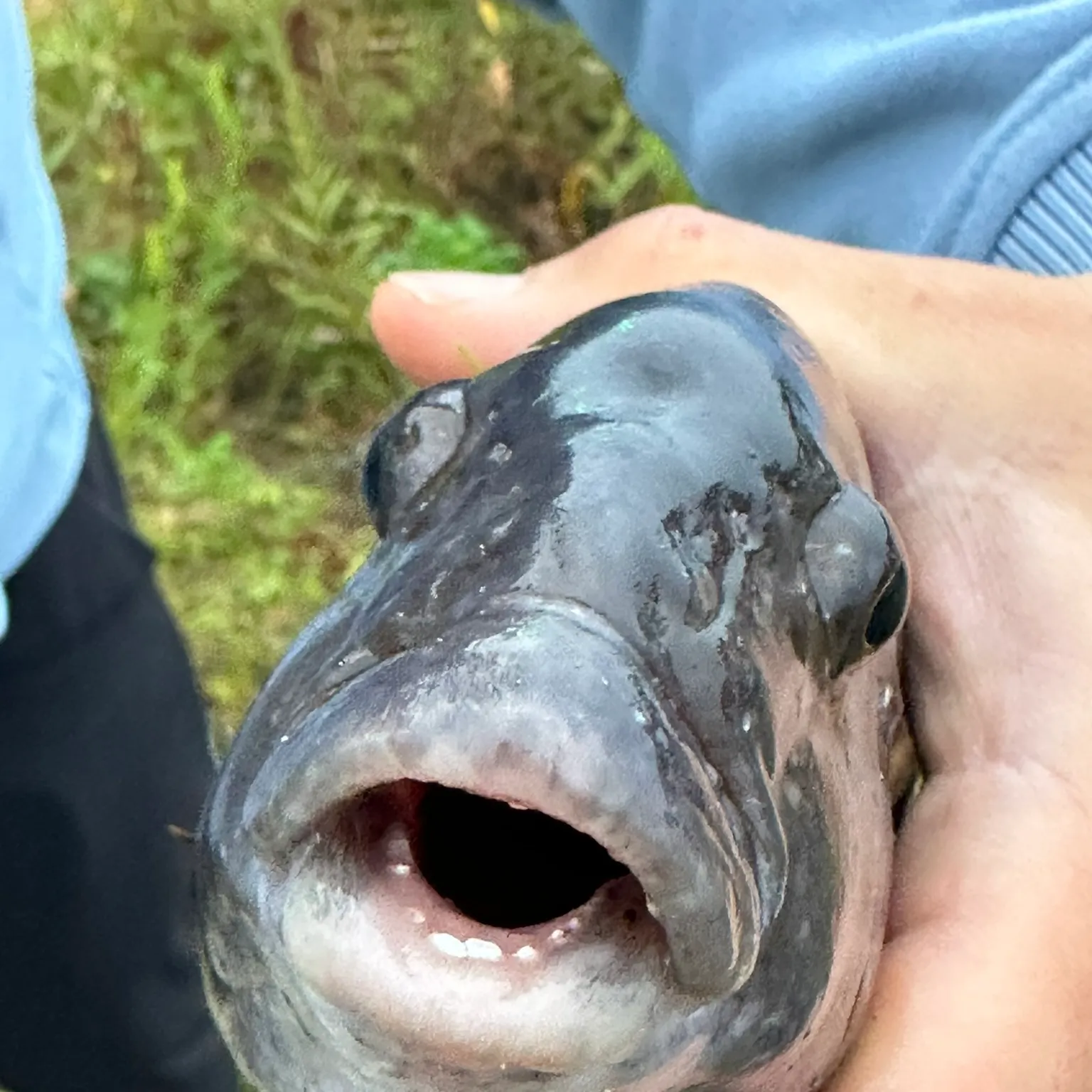 The most recent Blackhead seabream catches on Fishbrain