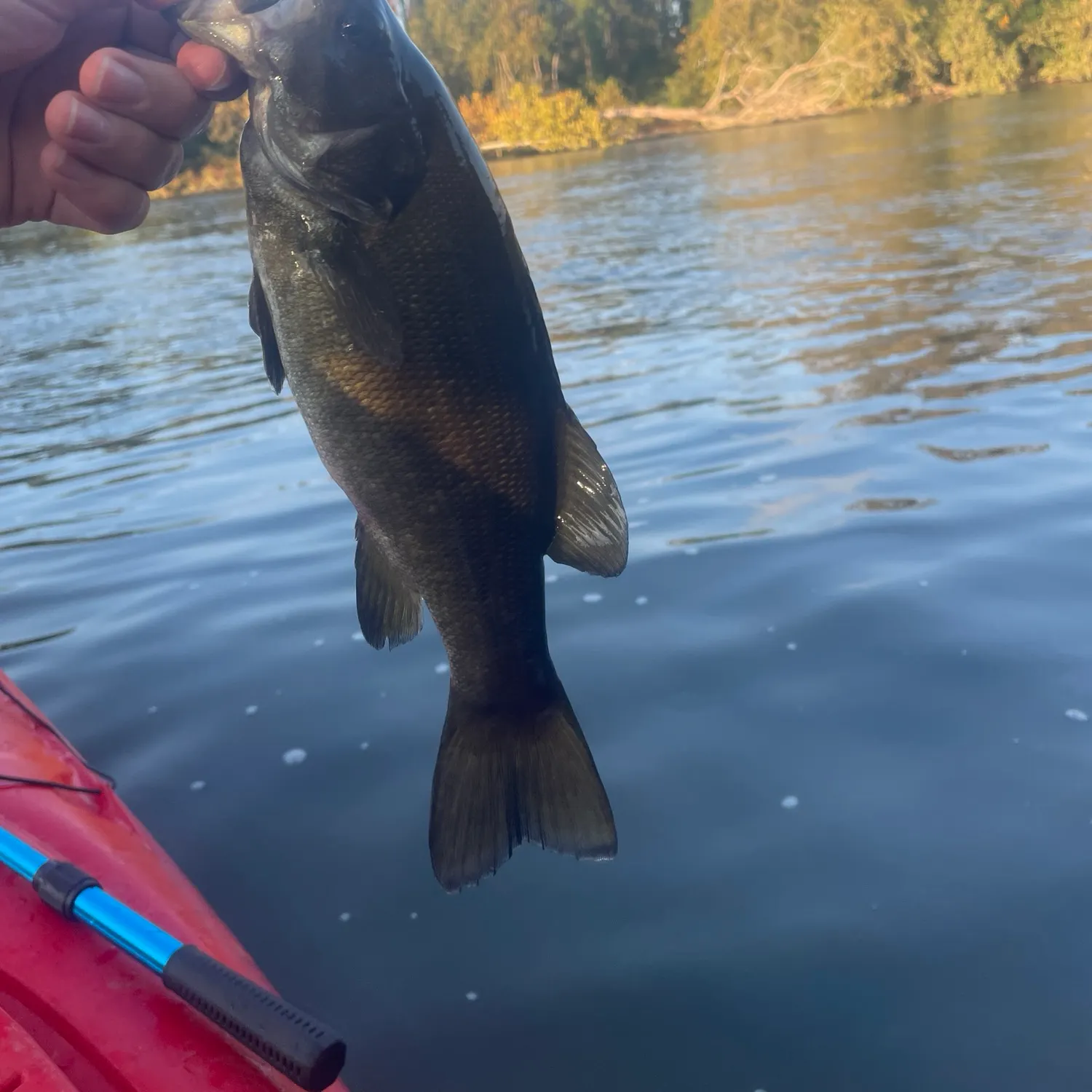 Smallmouth bass caught on Fishbrain