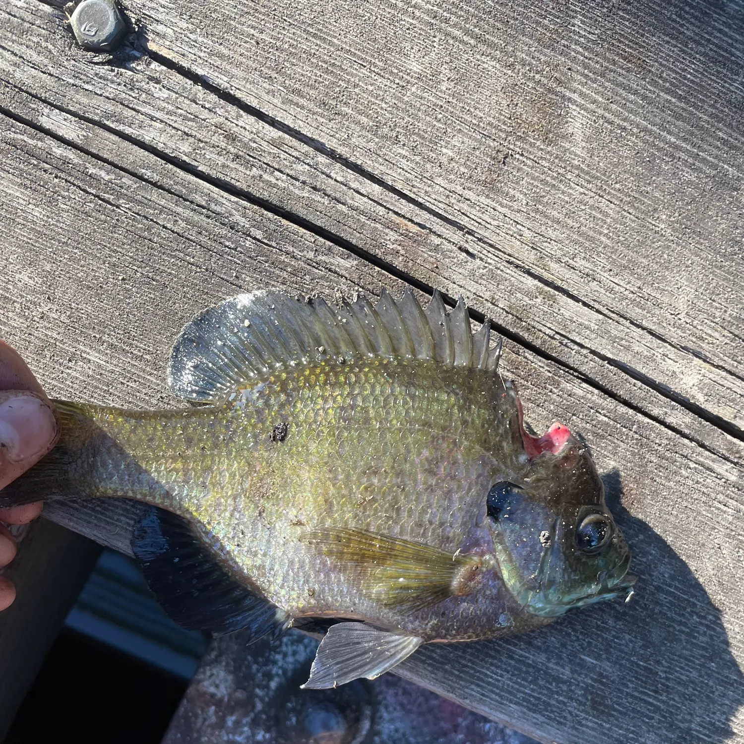 catch