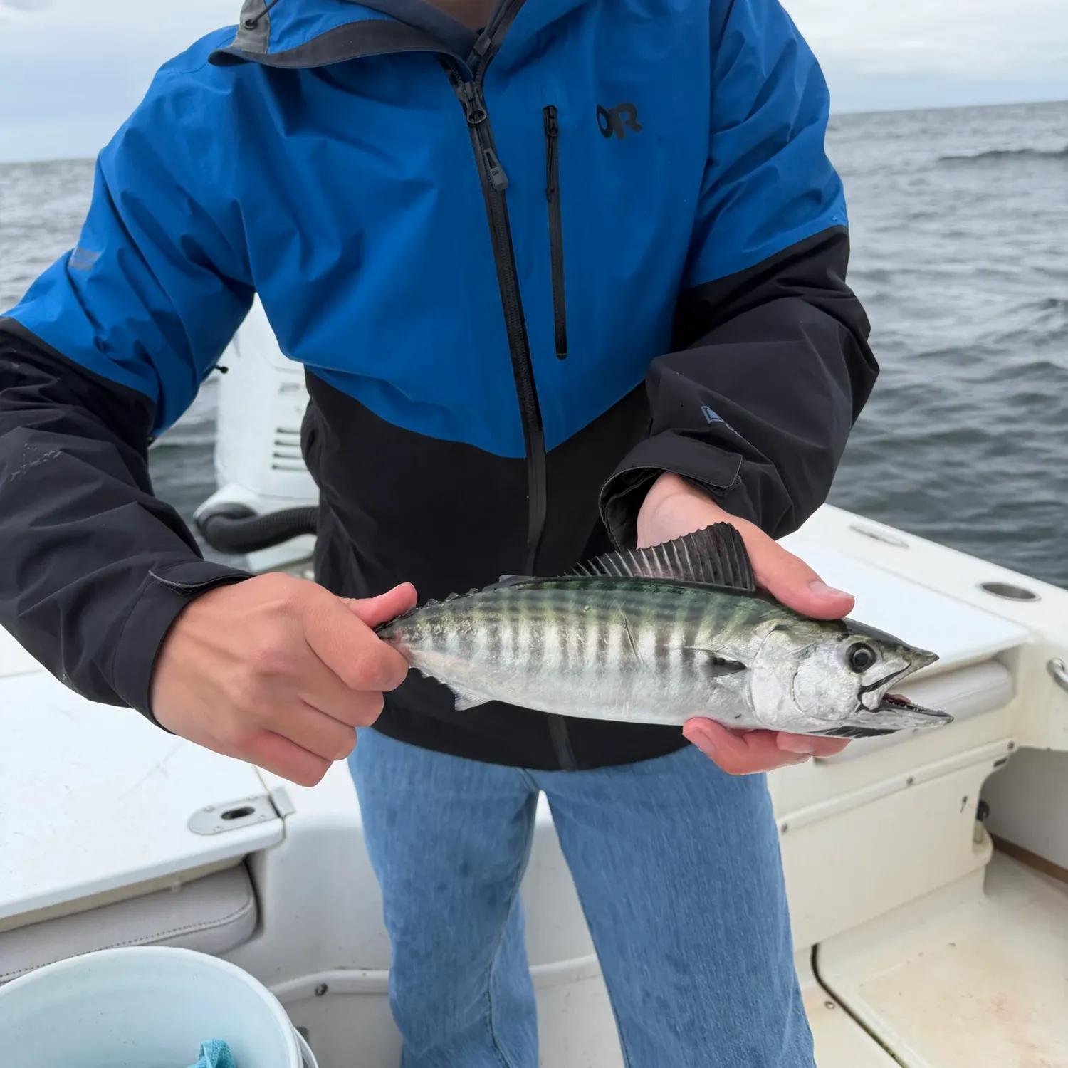 The most recent Atlantic bonito catches on Fishbrain