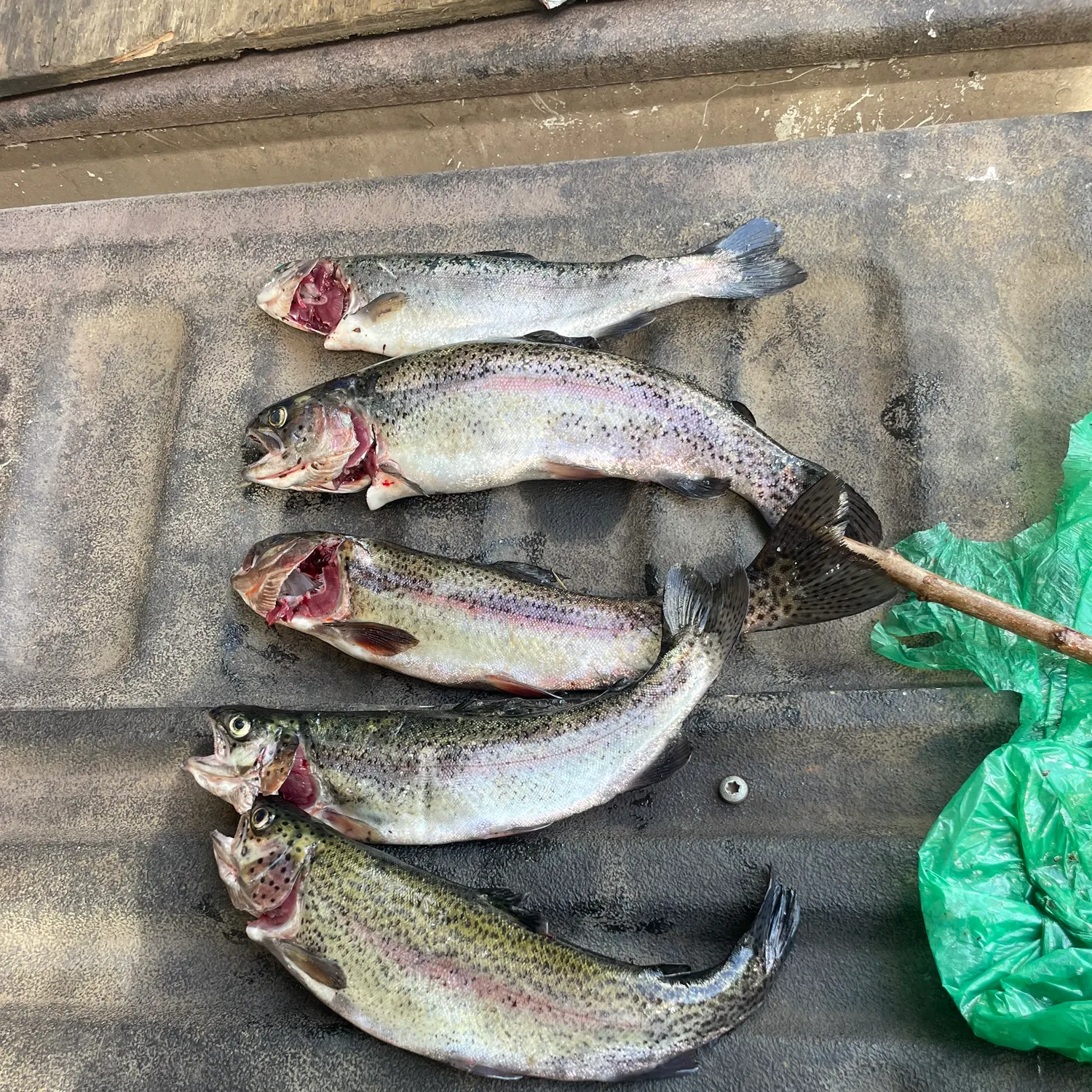 recently logged catches