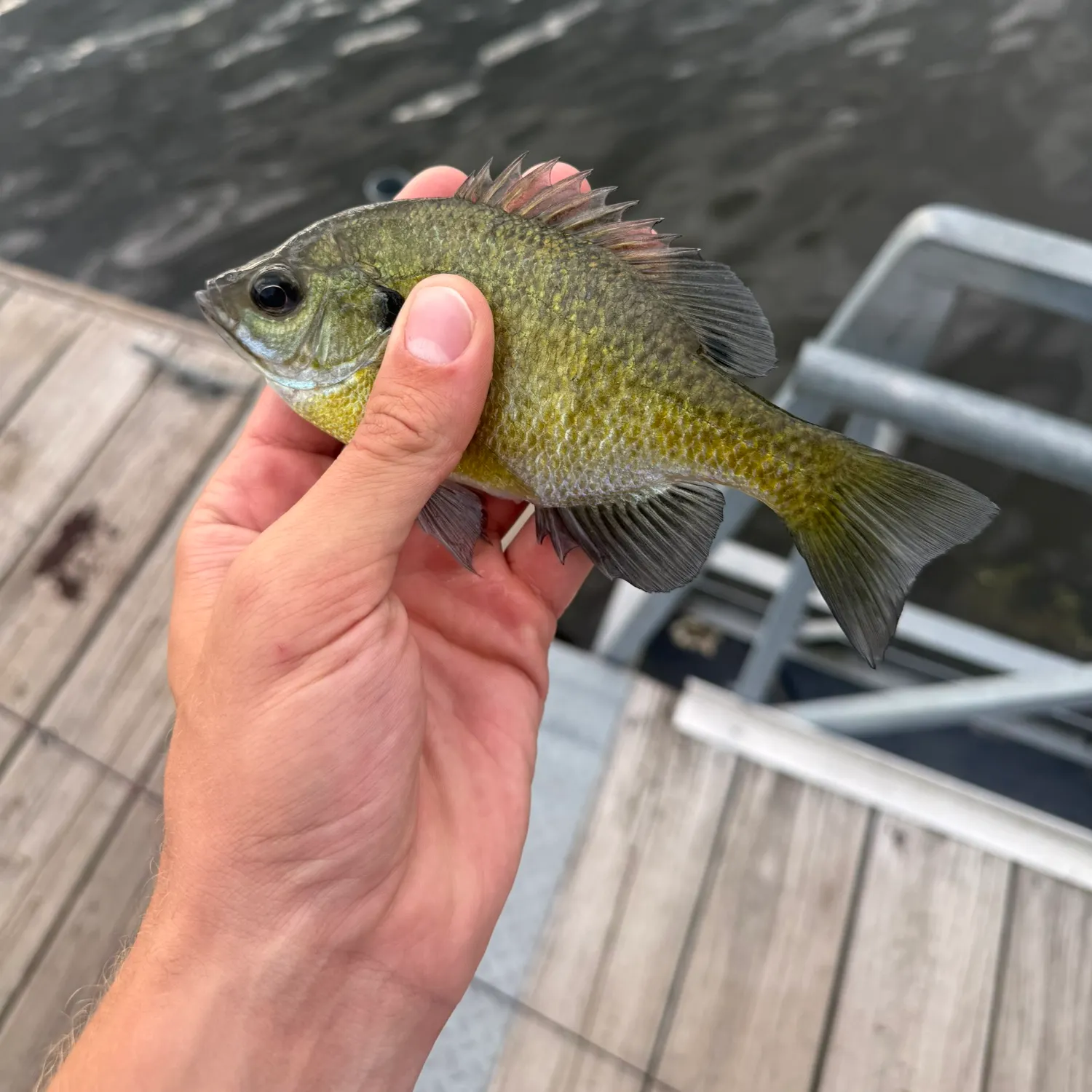 Bluegill caught on Fishbrain