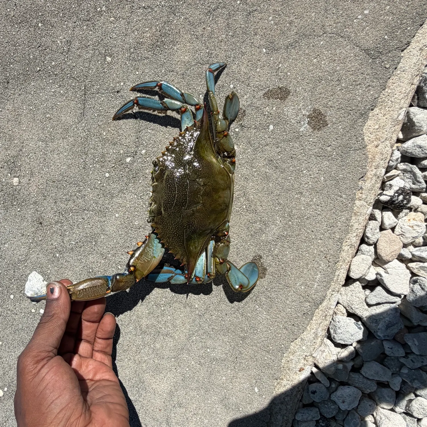 Blue crab caught on Fishbrain