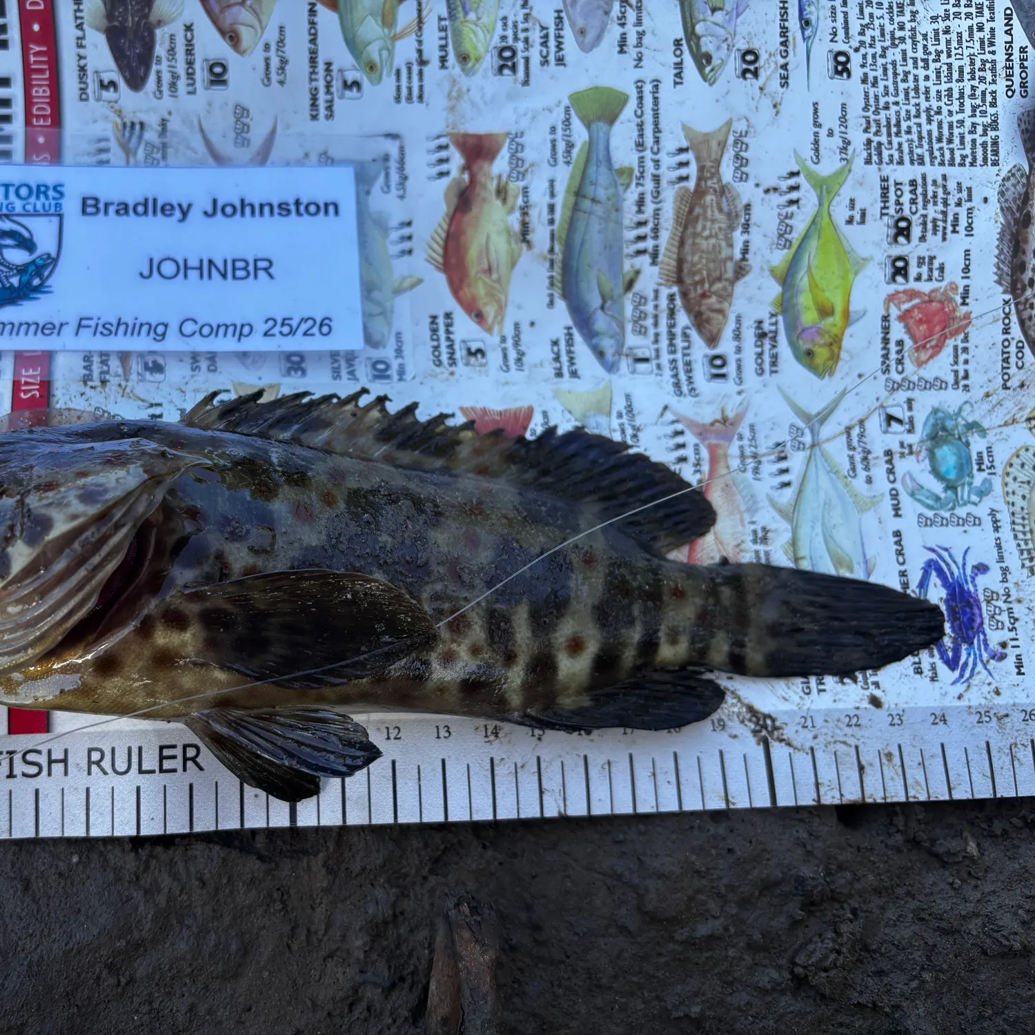 The most recent Malabar grouper catches on Fishbrain