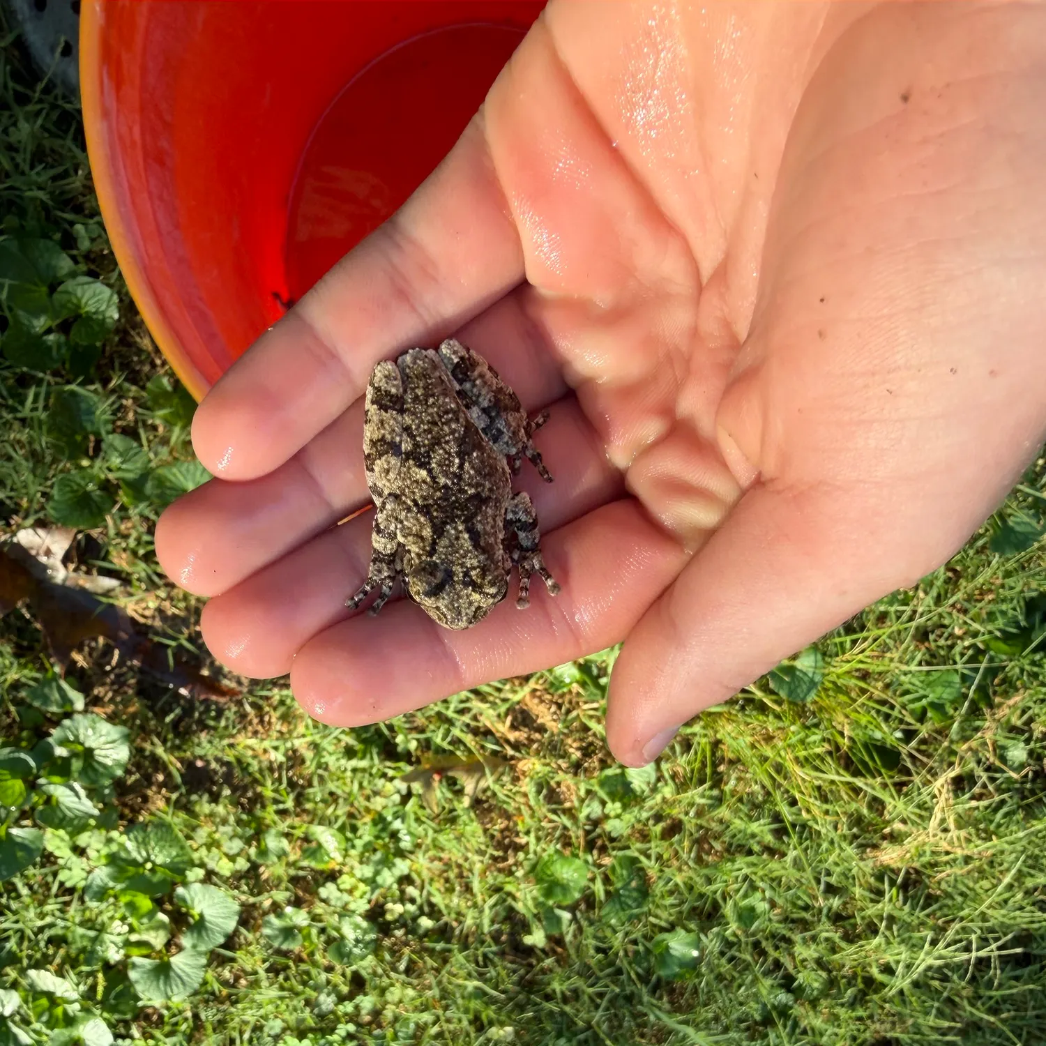 The most recent Pig frog catches on Fishbrain
