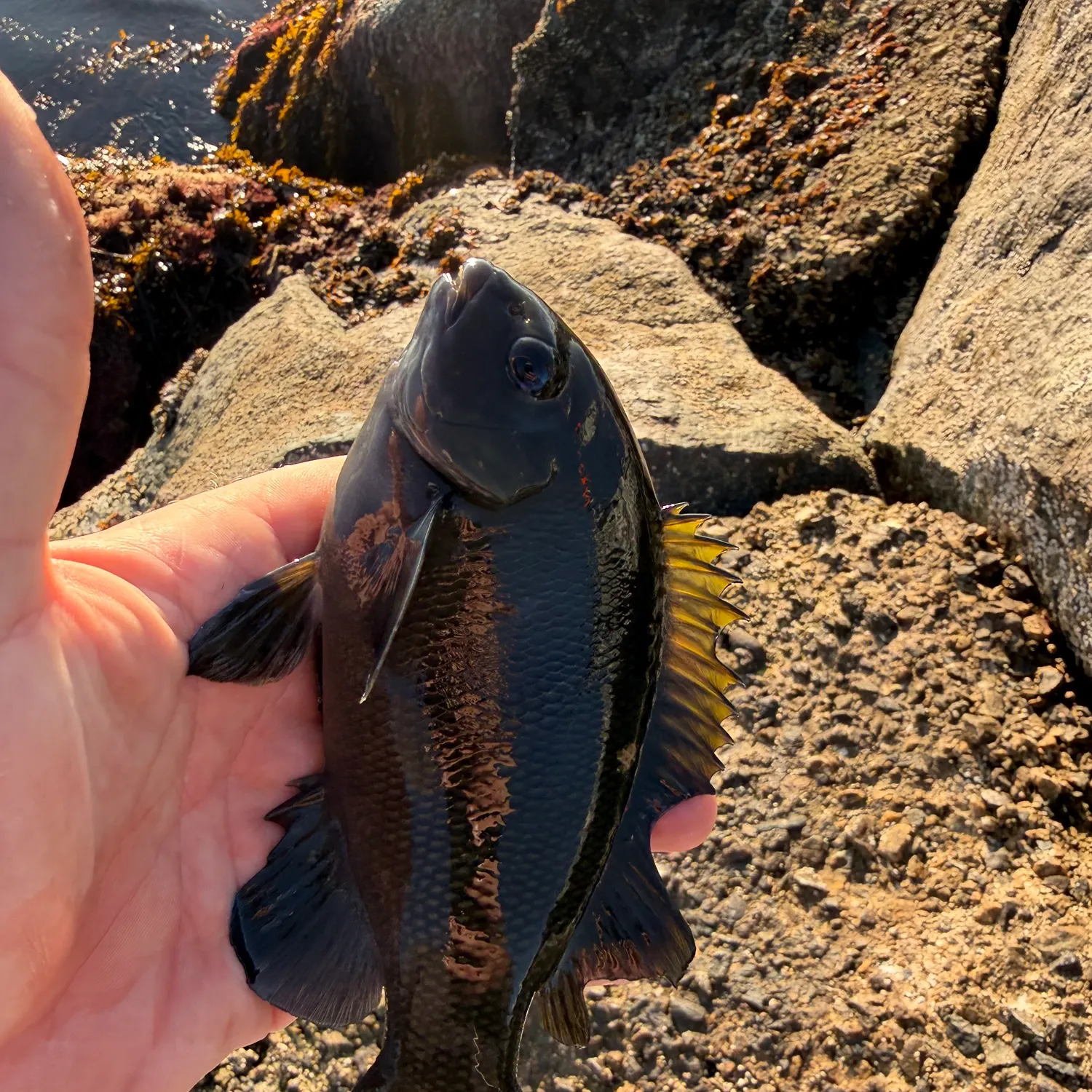 The most recent Opaleye catches on Fishbrain