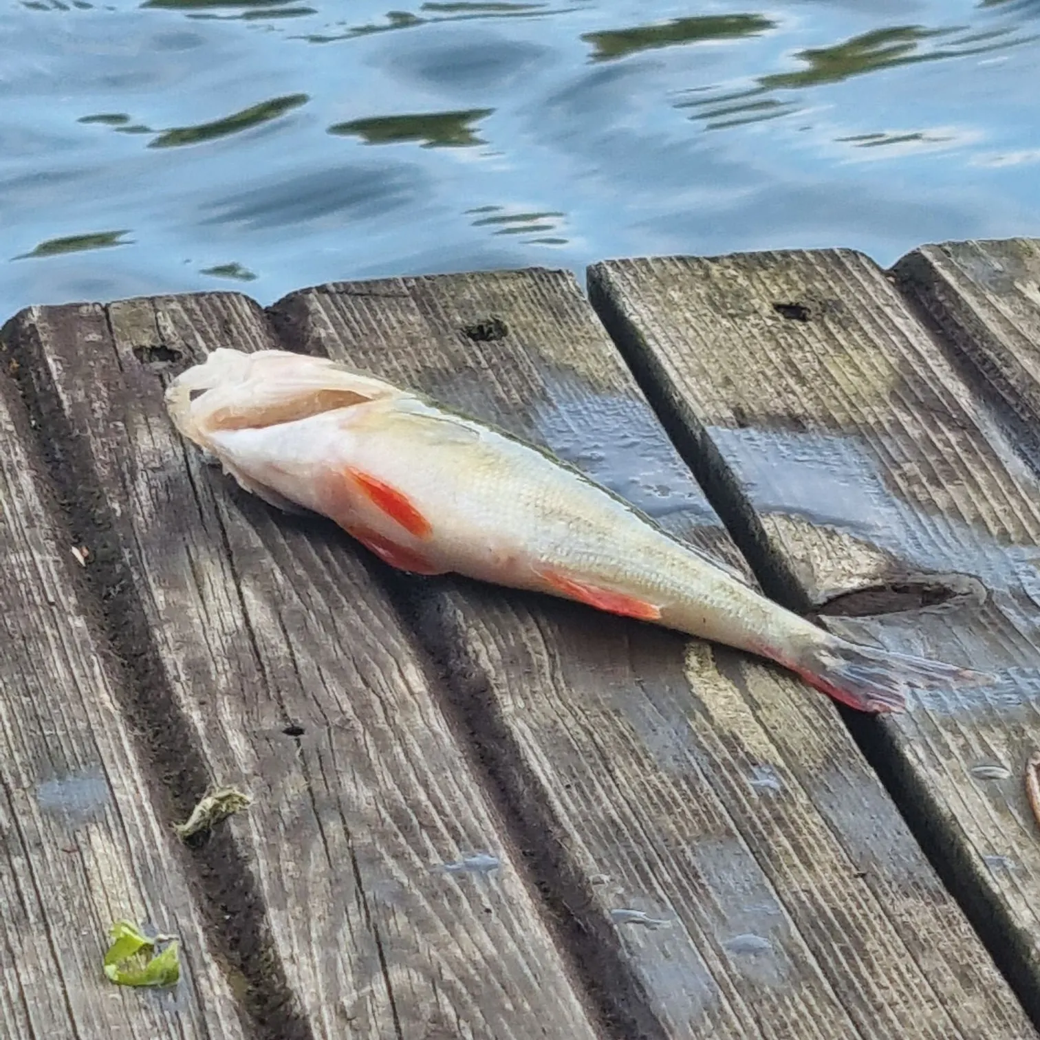 European perch caught on Fishbrain