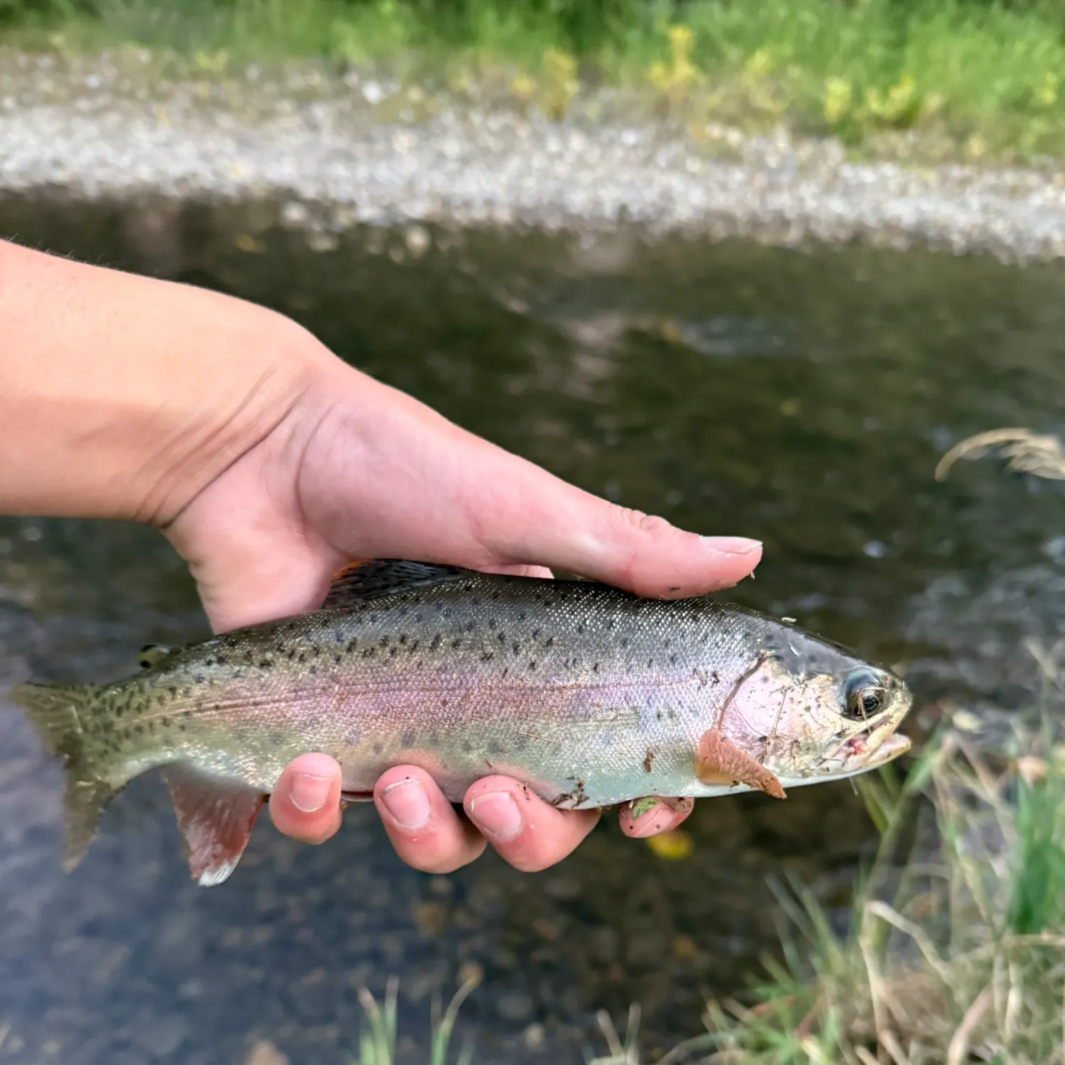 Rainbow trout caught on Fishbrain