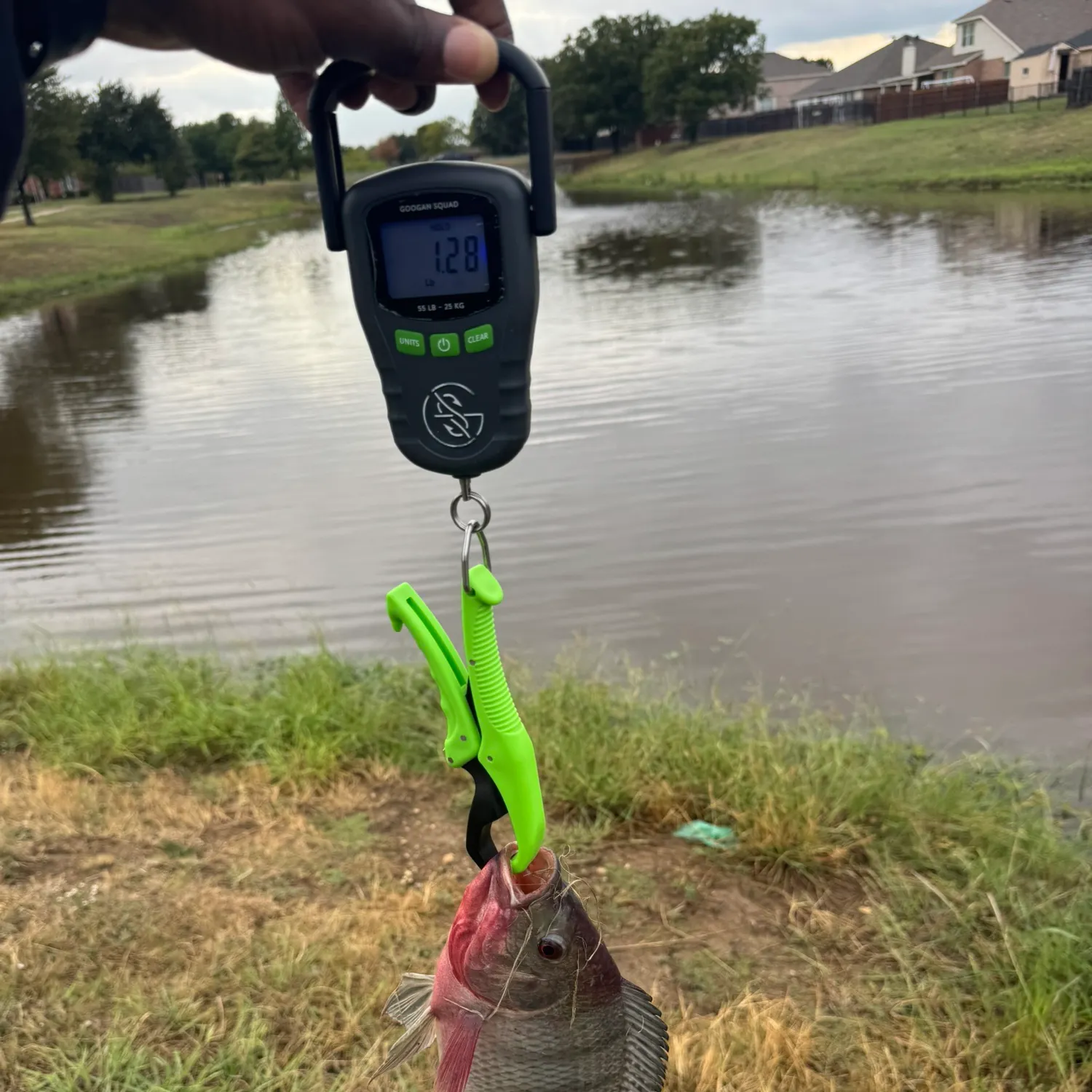 Blue tilapia caught on Fishbrain