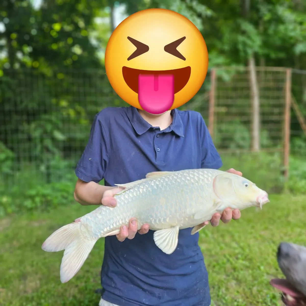 The most recent Ghost carp catches on Fishbrain