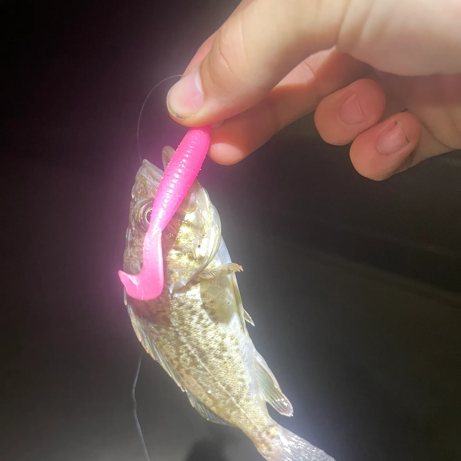 The most recent Japanese white seaperch catches on Fishbrain