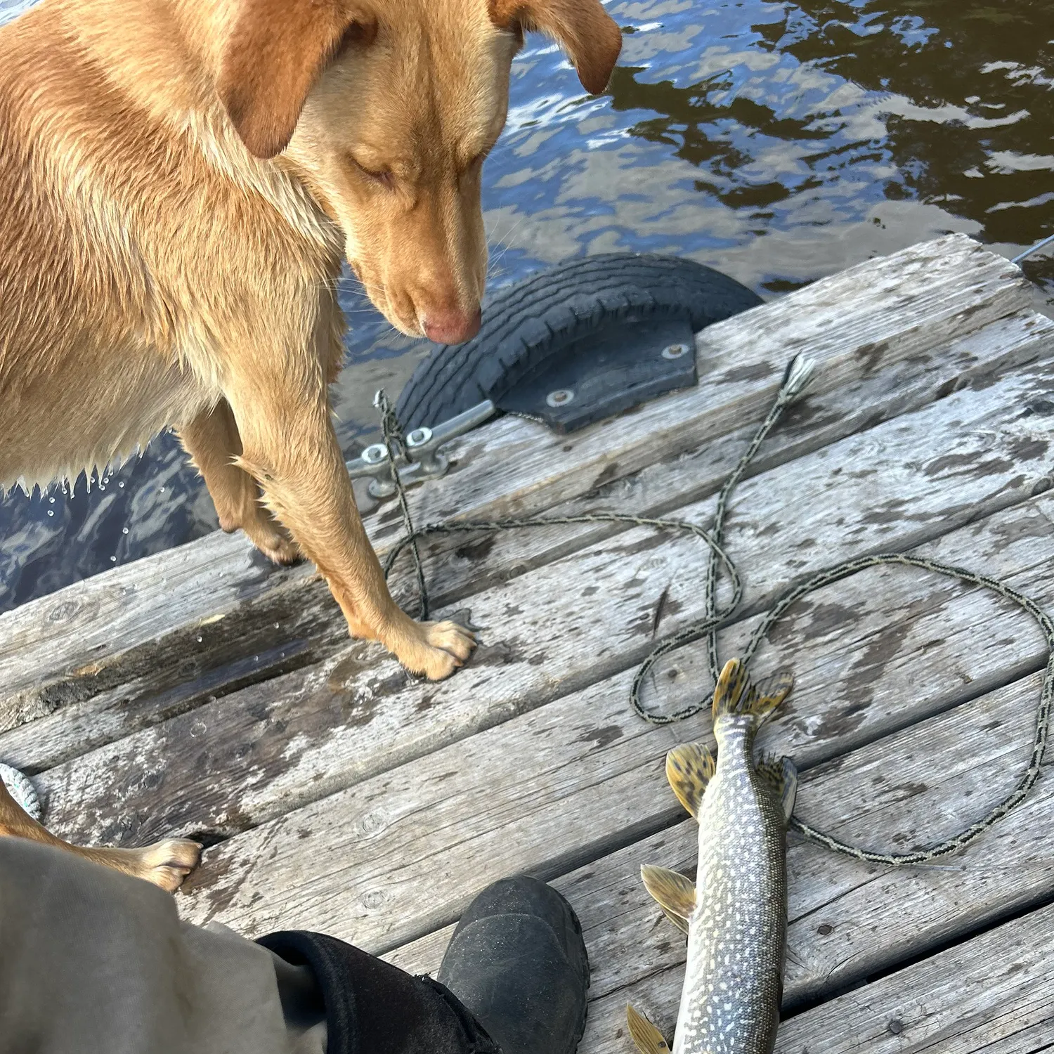 Northern pike caught on Fishbrain