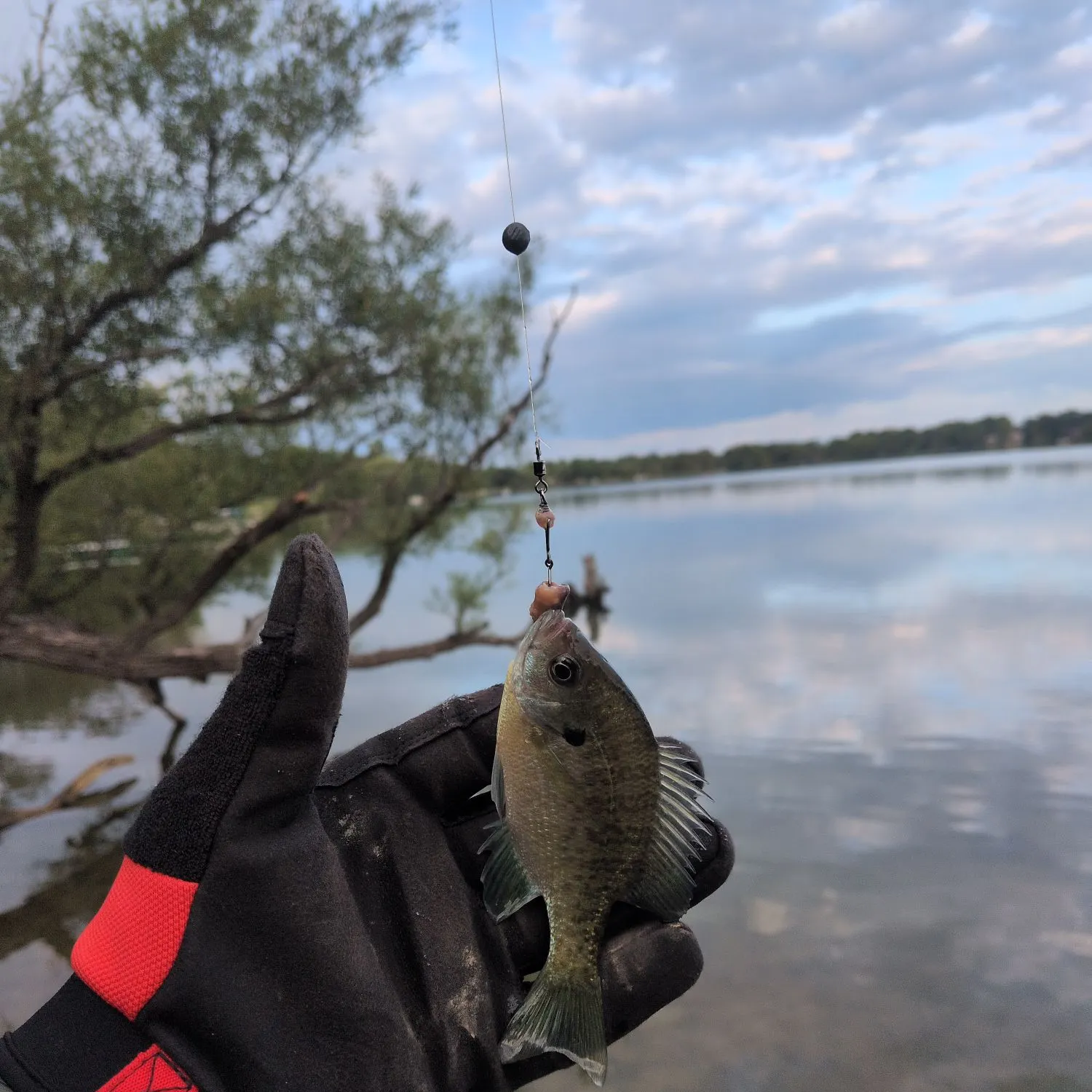 Pumpkinseed caught on Fishbrain