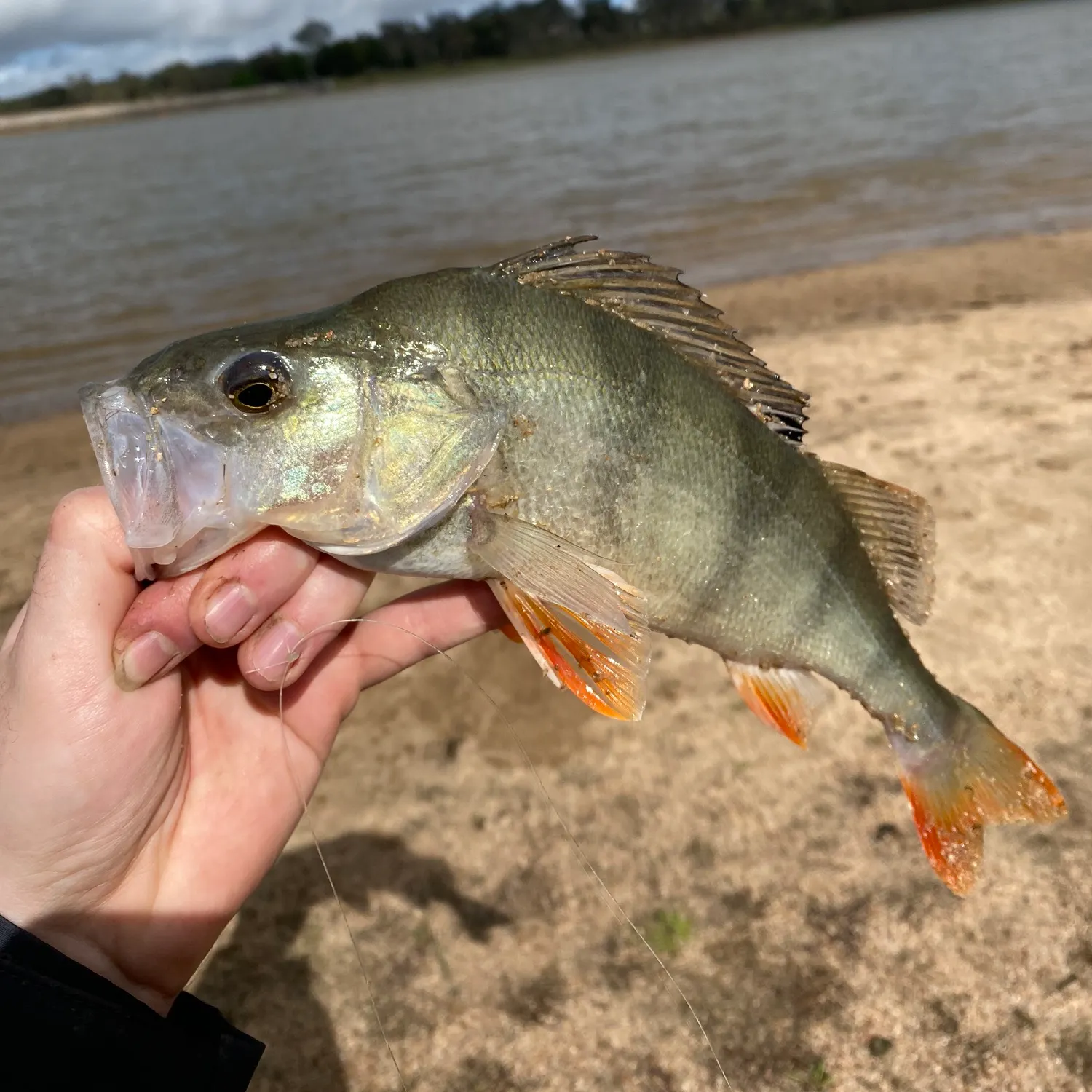 European perch caught on Fishbrain