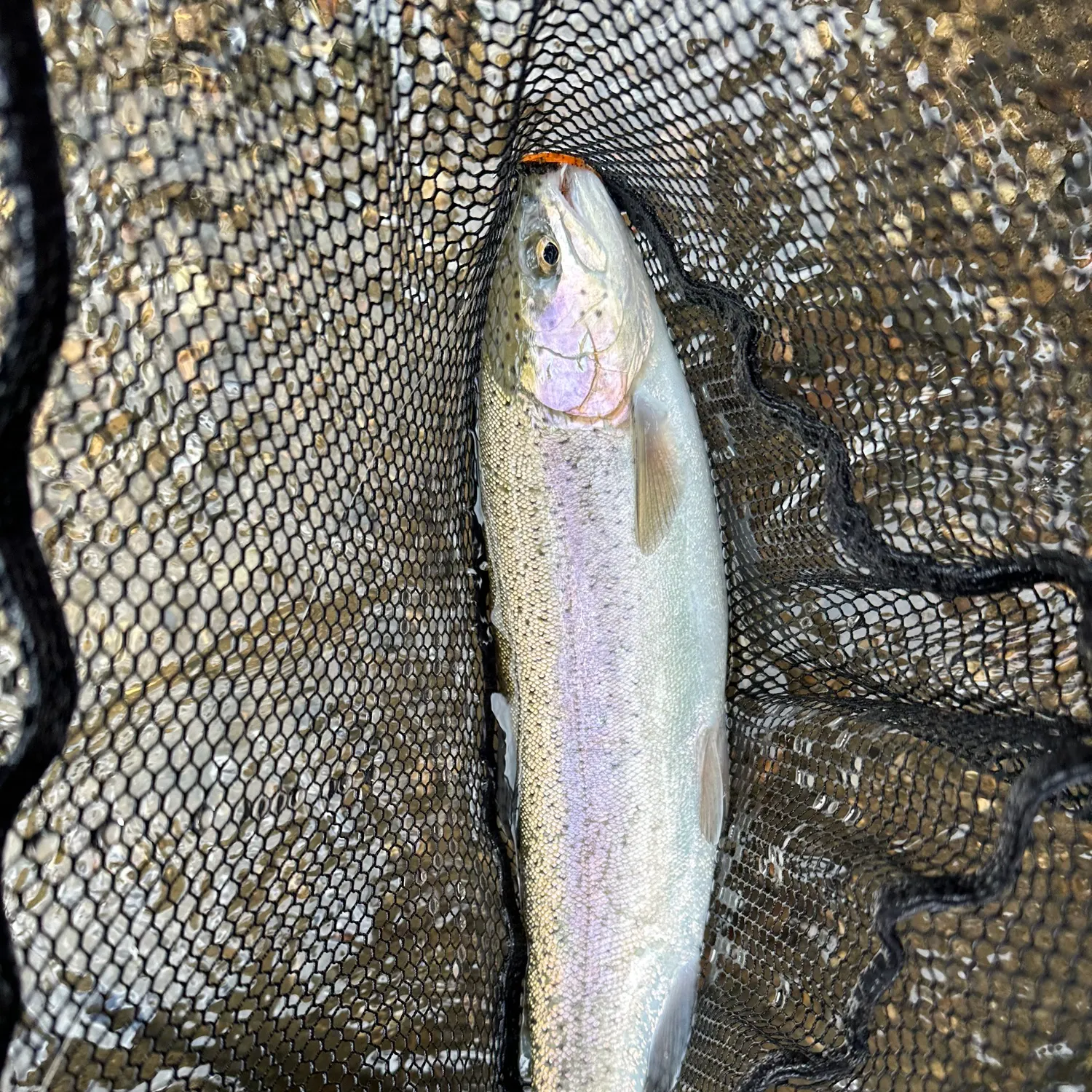 Rainbow trout caught on Fishbrain