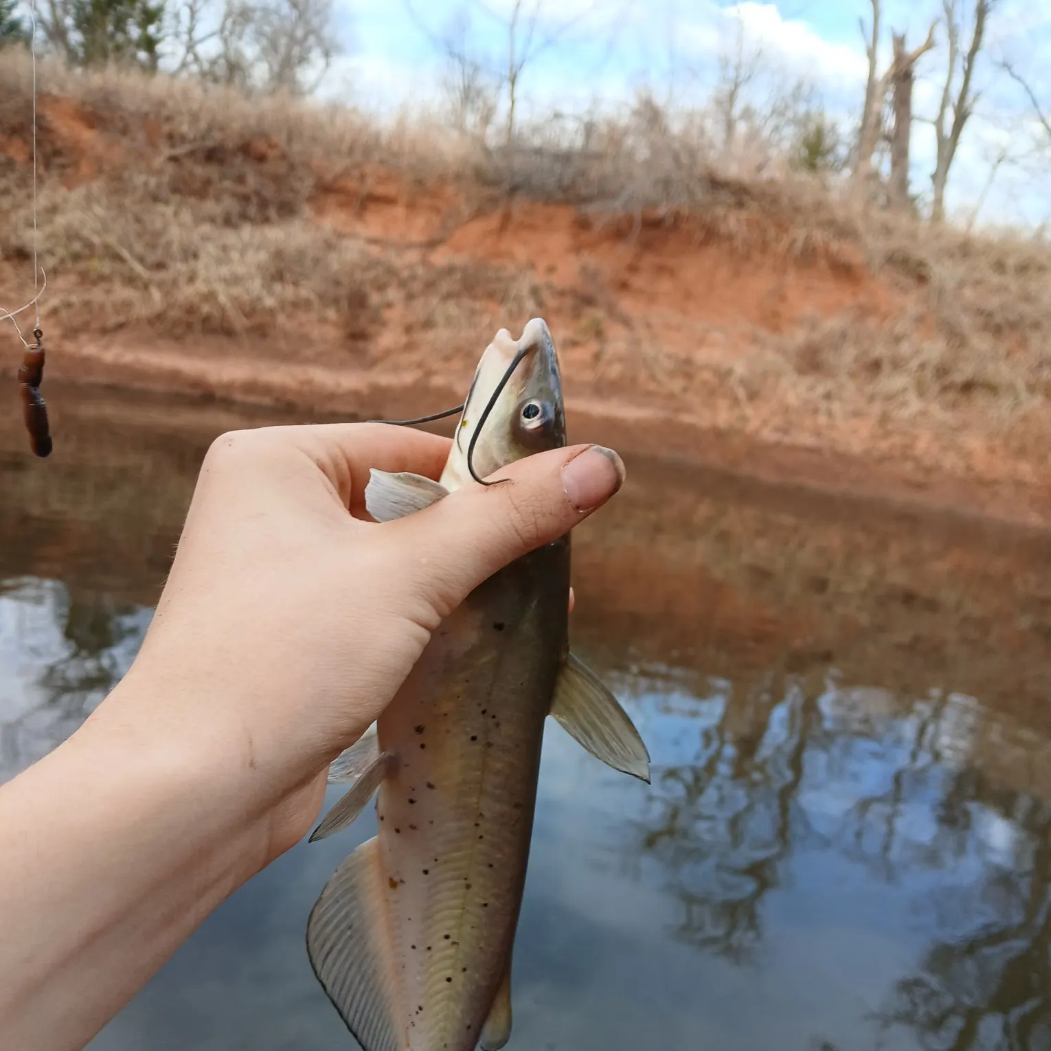 The most recent Channel catfish catches on Fishbrain
