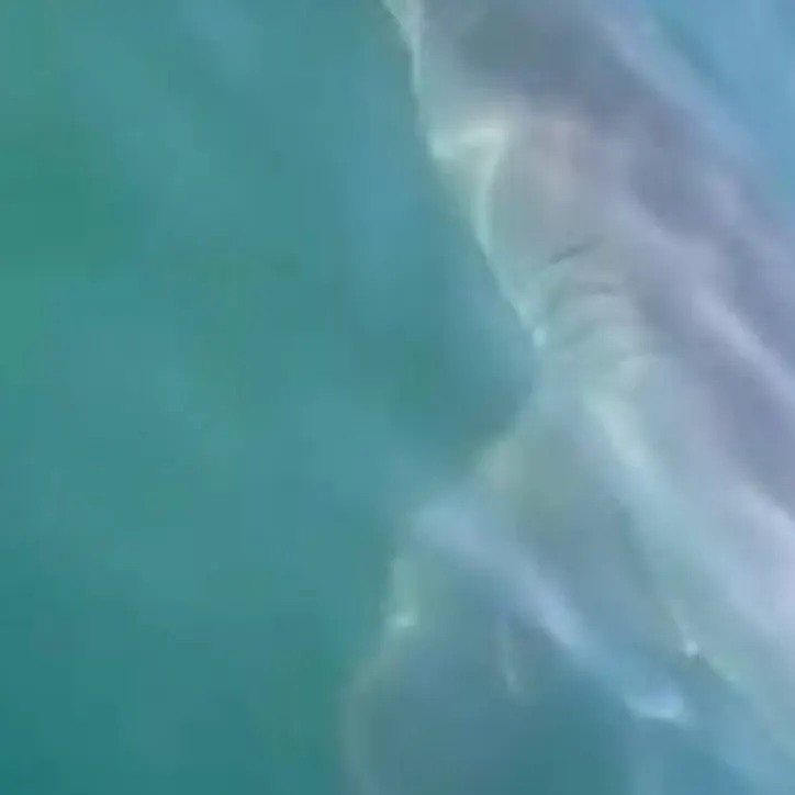 The most recent Great white shark catches on Fishbrain