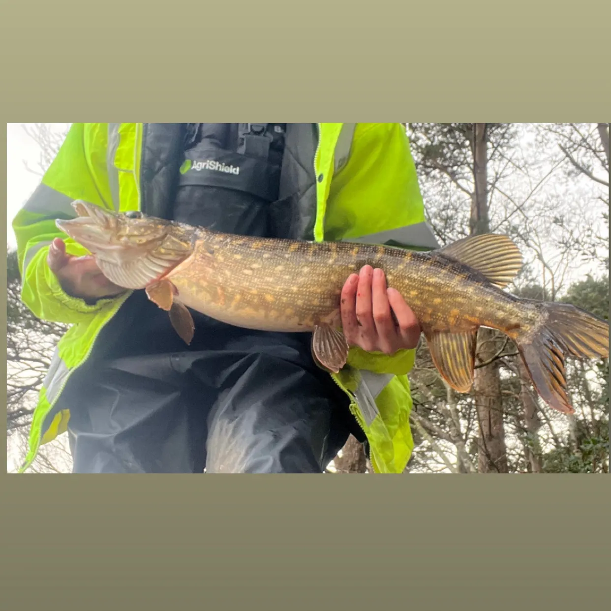 The most recent Northern pike catches on Fishbrain