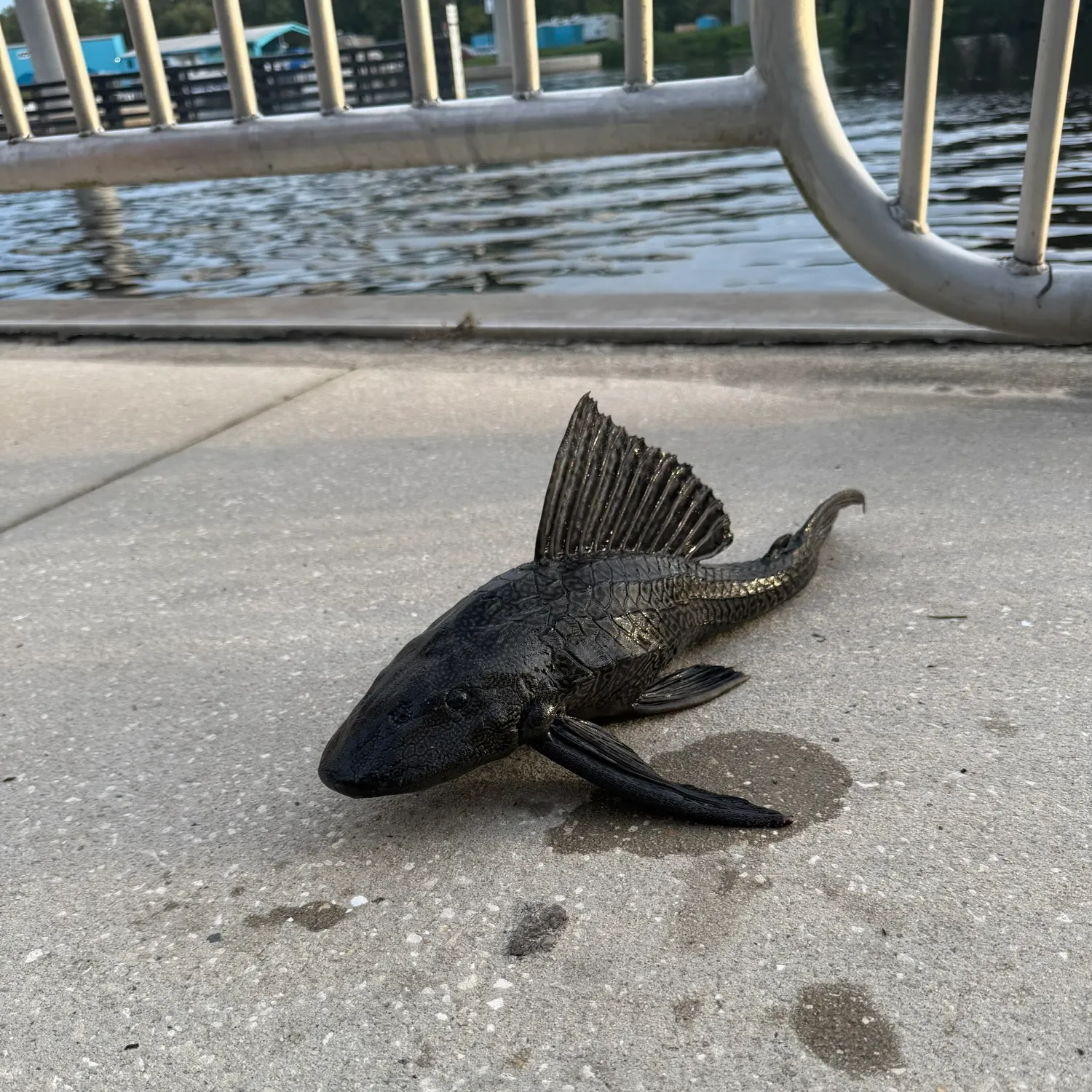 Fish caught on Fishbrain