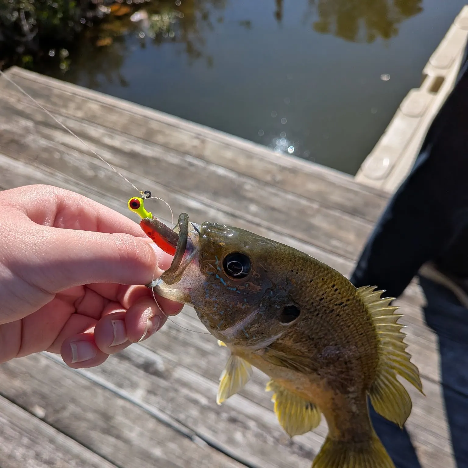 Green sunfish caught on Fishbrain