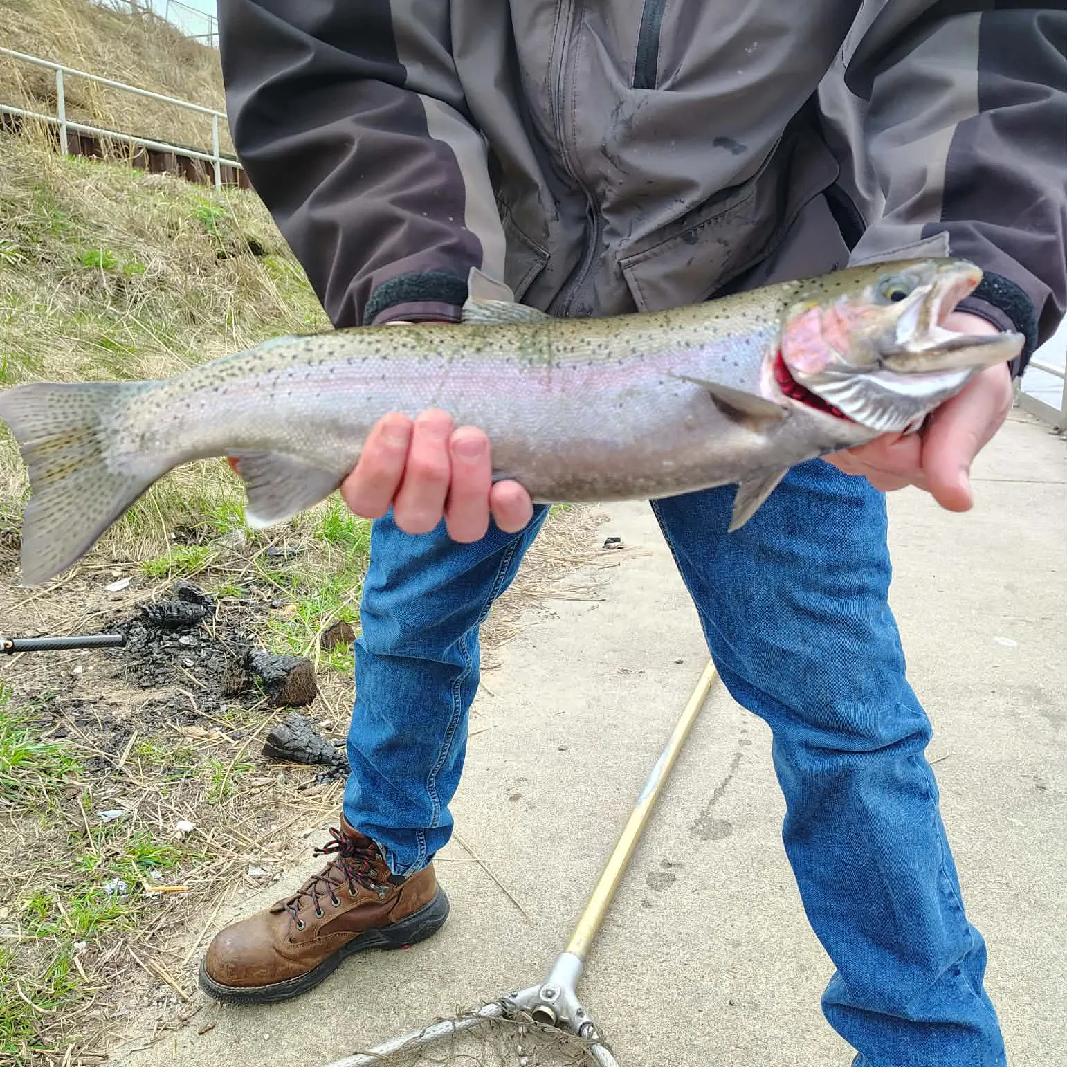 The most recent Steelhead catches on Fishbrain