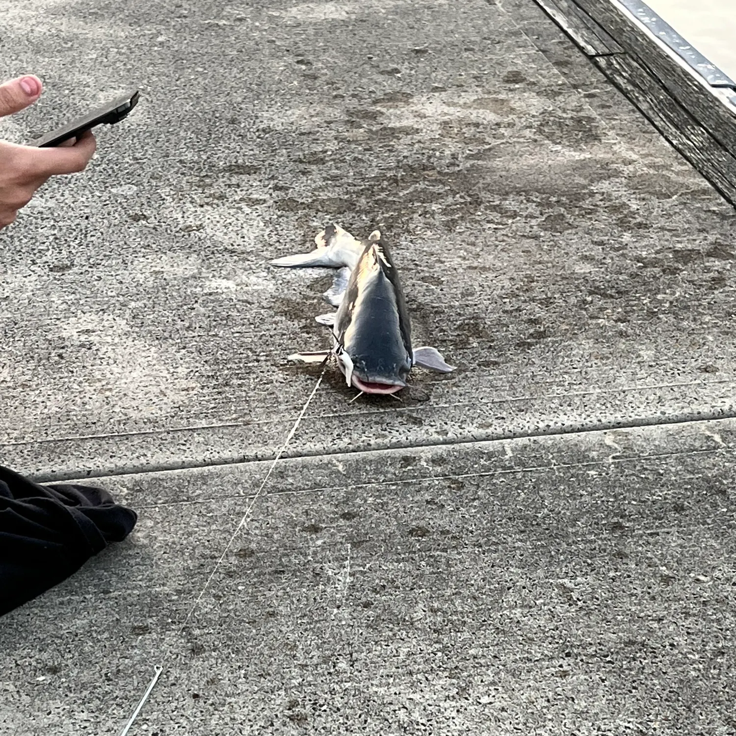 catch