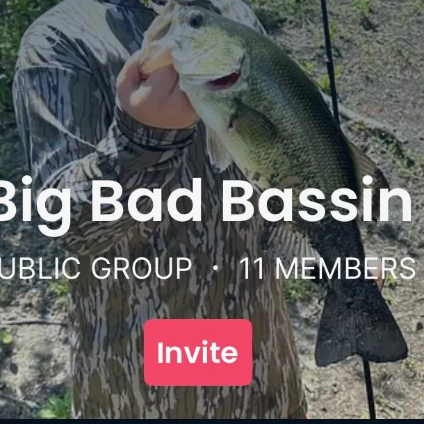 Common carp caught on Fishbrain