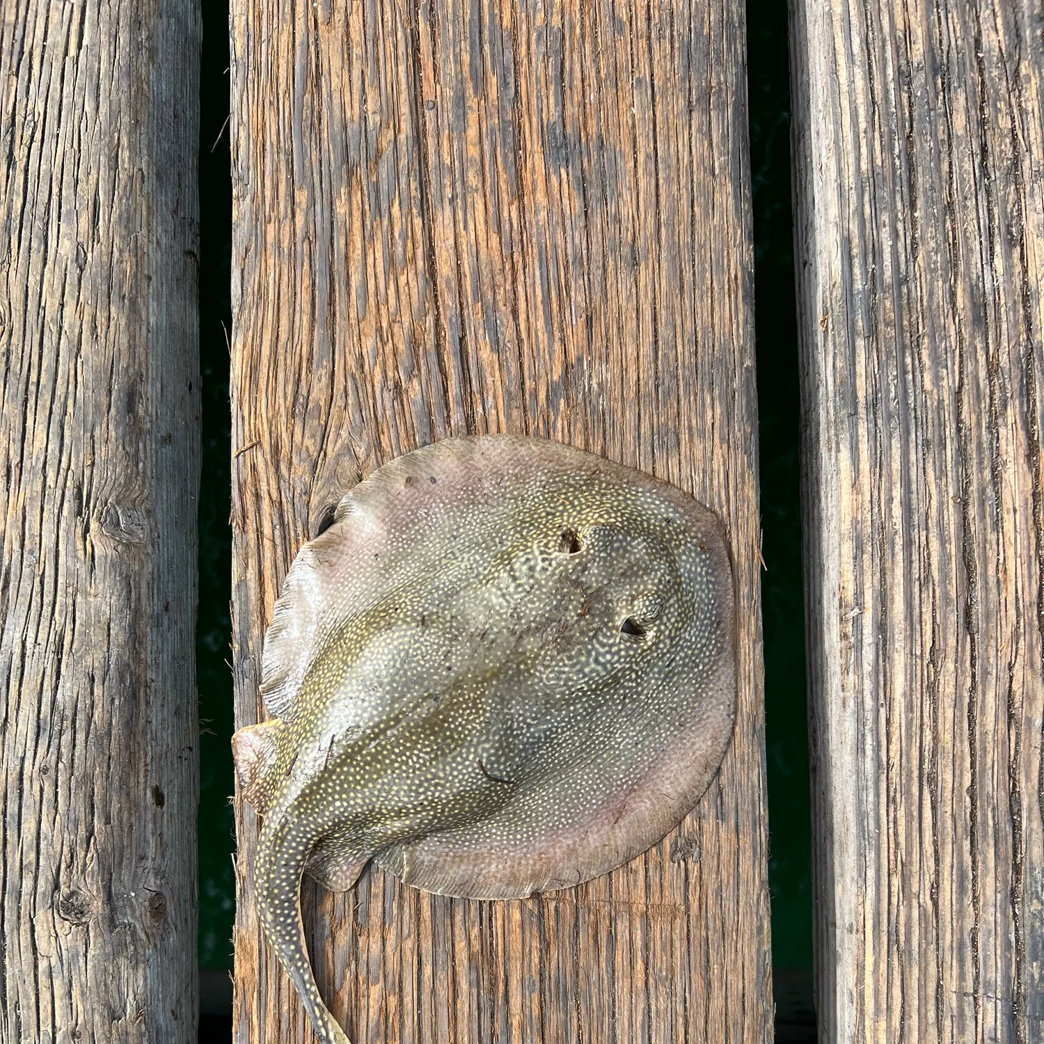 Haller's round ray caught on Fishbrain