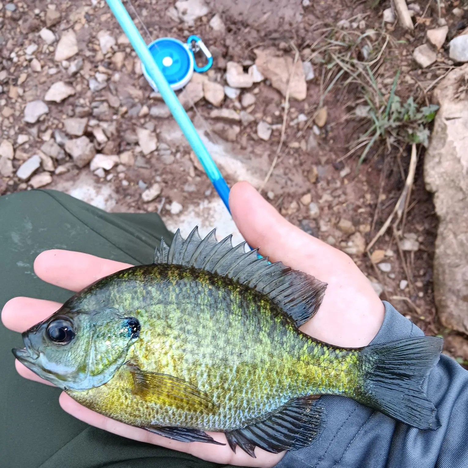Bluegill caught on Fishbrain
