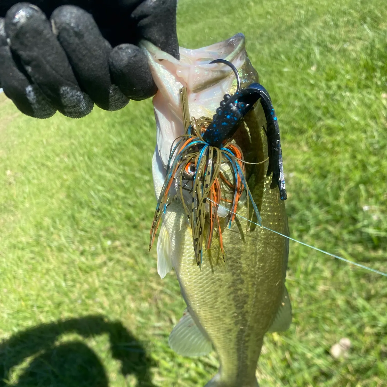 Largemouth bass caught on Fishbrain