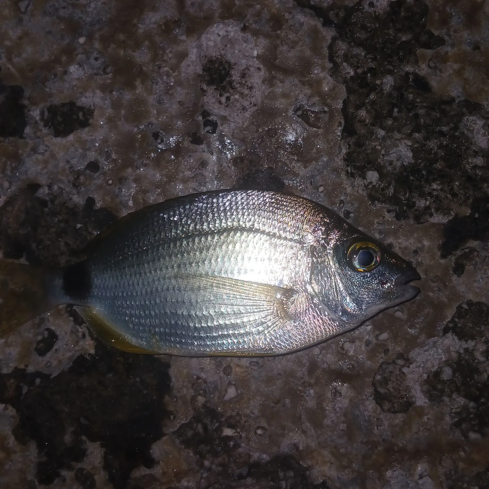 The most recent Common two-banded seabream catches on Fishbrain