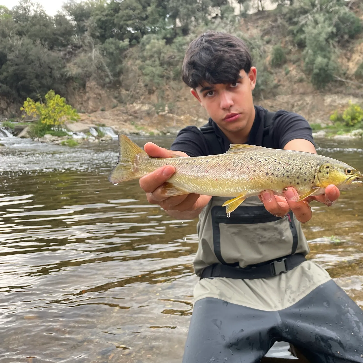 Brown trout caught on Fishbrain